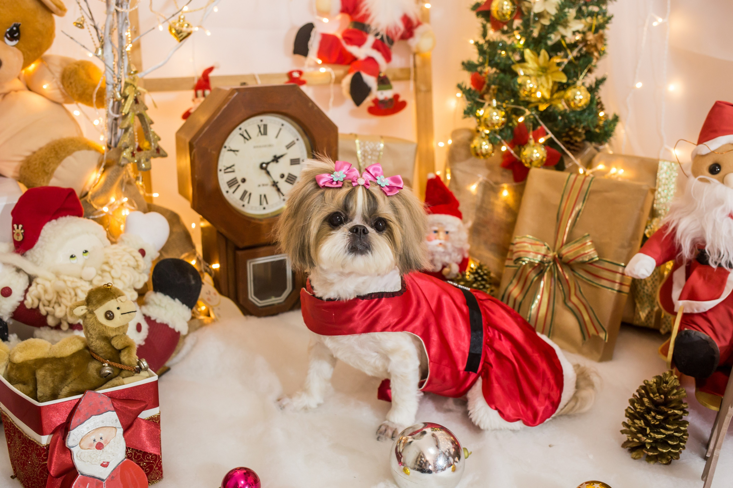 2021 — Natal encantado dos Pets. Fotografia Pet — estúdio, eventos, aniversários, ensaios temáticos