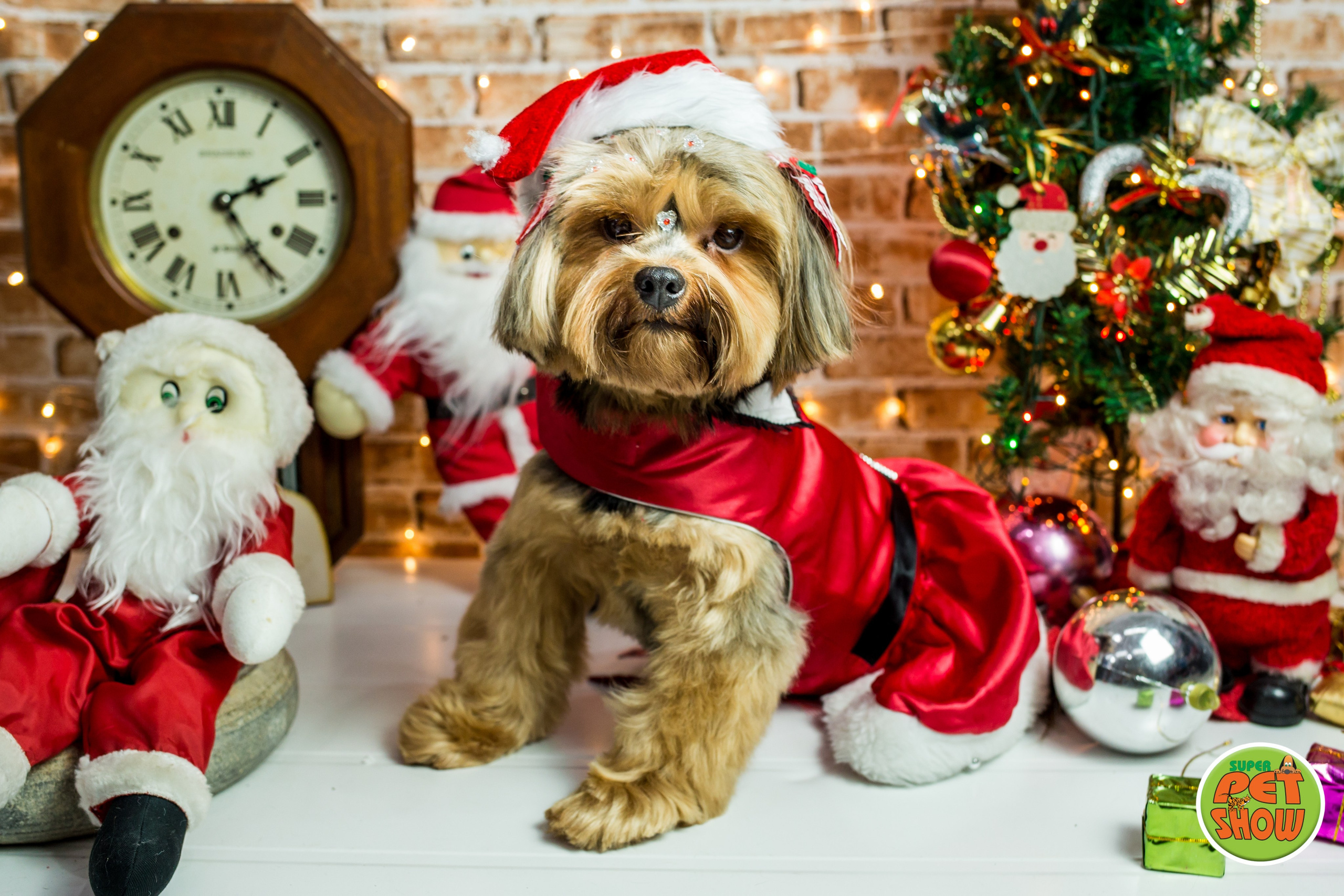 2019 — Natal encantado dos Pets. Fotografia Pet — estúdio, eventos, aniversários, ensaios temáticos