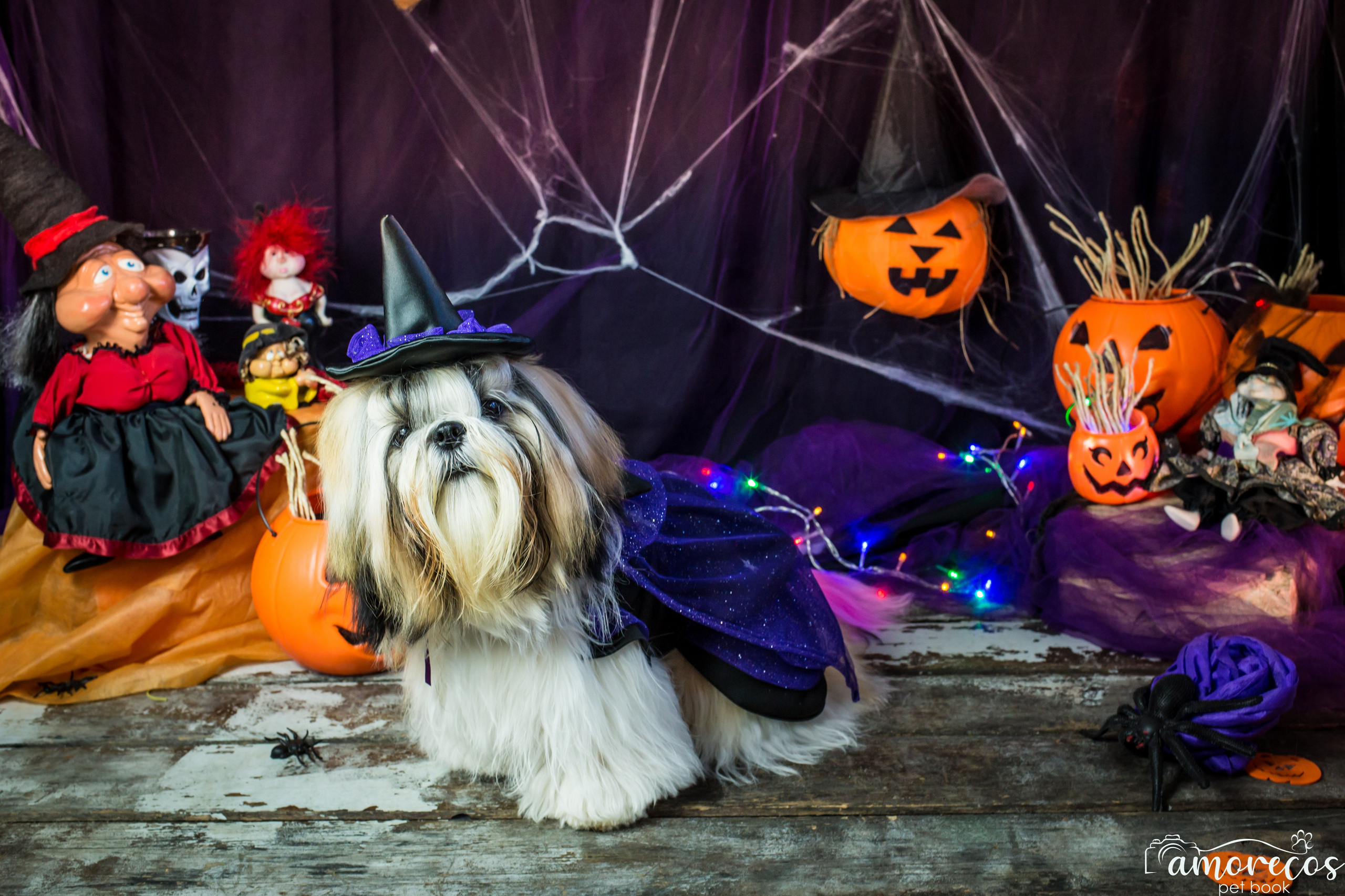 Hallowen — 2020 Doces ou travessuras. Fotografia Pet — estúdio, eventos, aniversários, ensaios temáticos