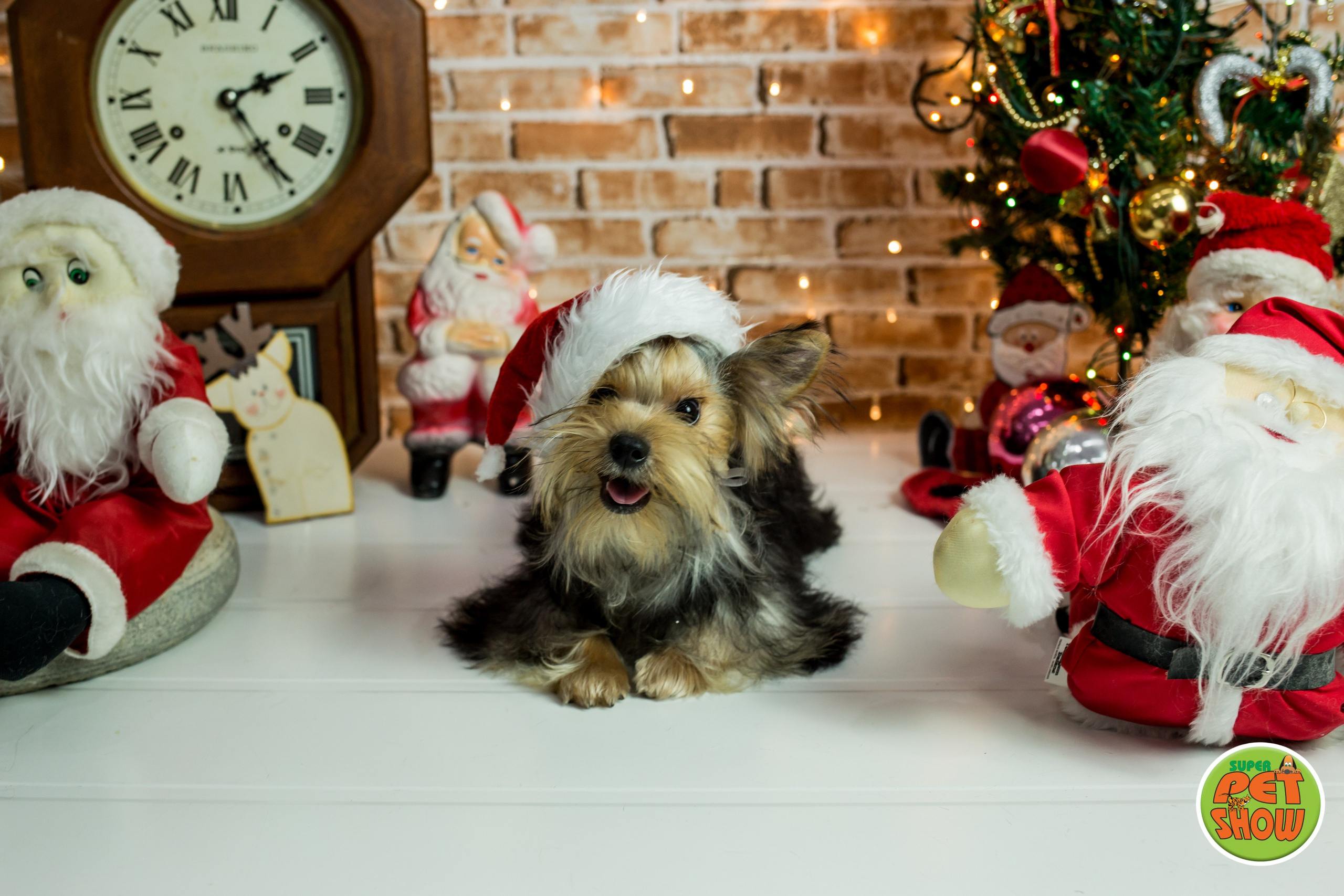 2019 — Natal encantado dos Pets. Fotografia Pet — estúdio, eventos, aniversários, ensaios temáticos