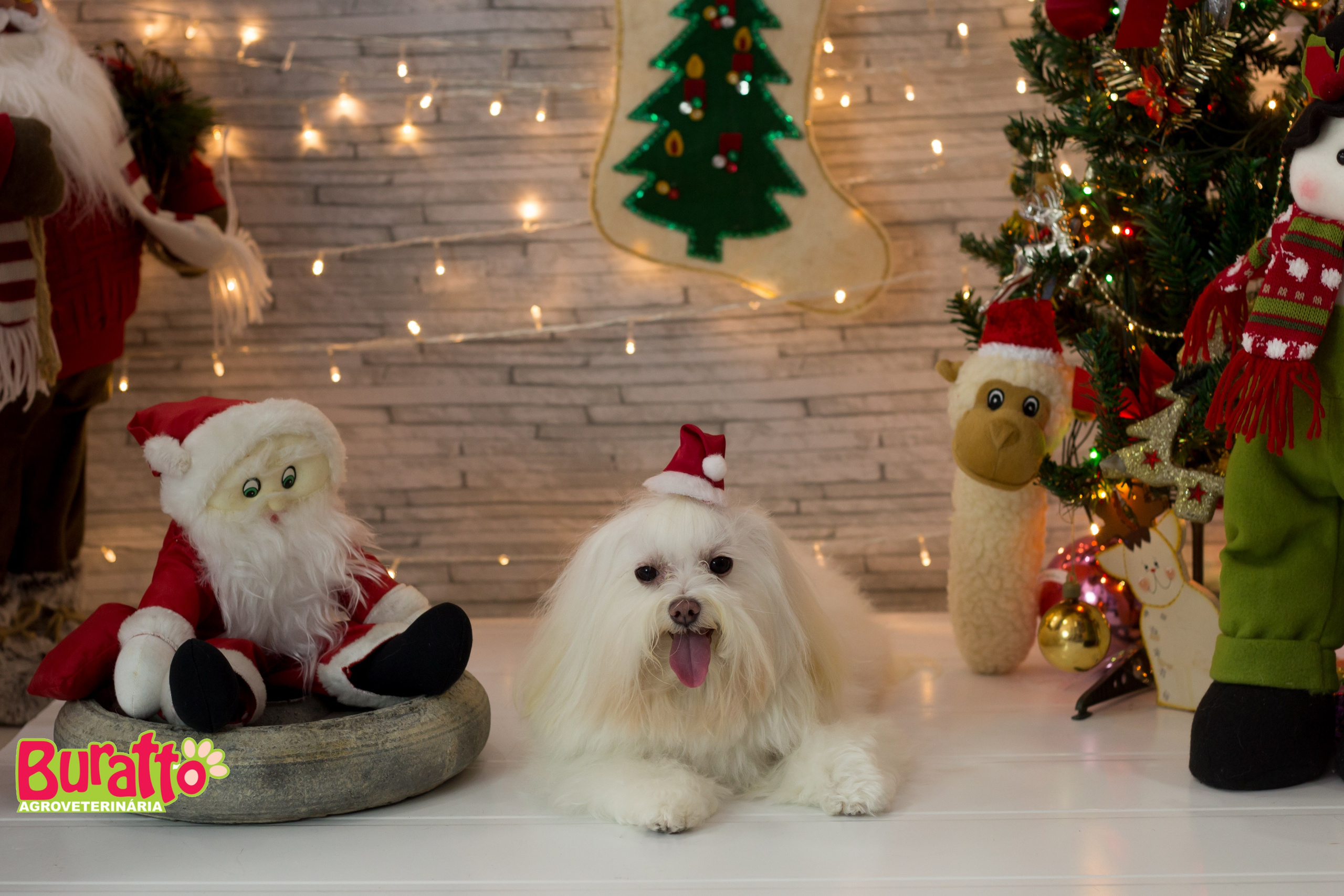 2018 — Natal encantado dos Pets. Fotografia Pet — estúdio, eventos, aniversários, ensaios temáticos