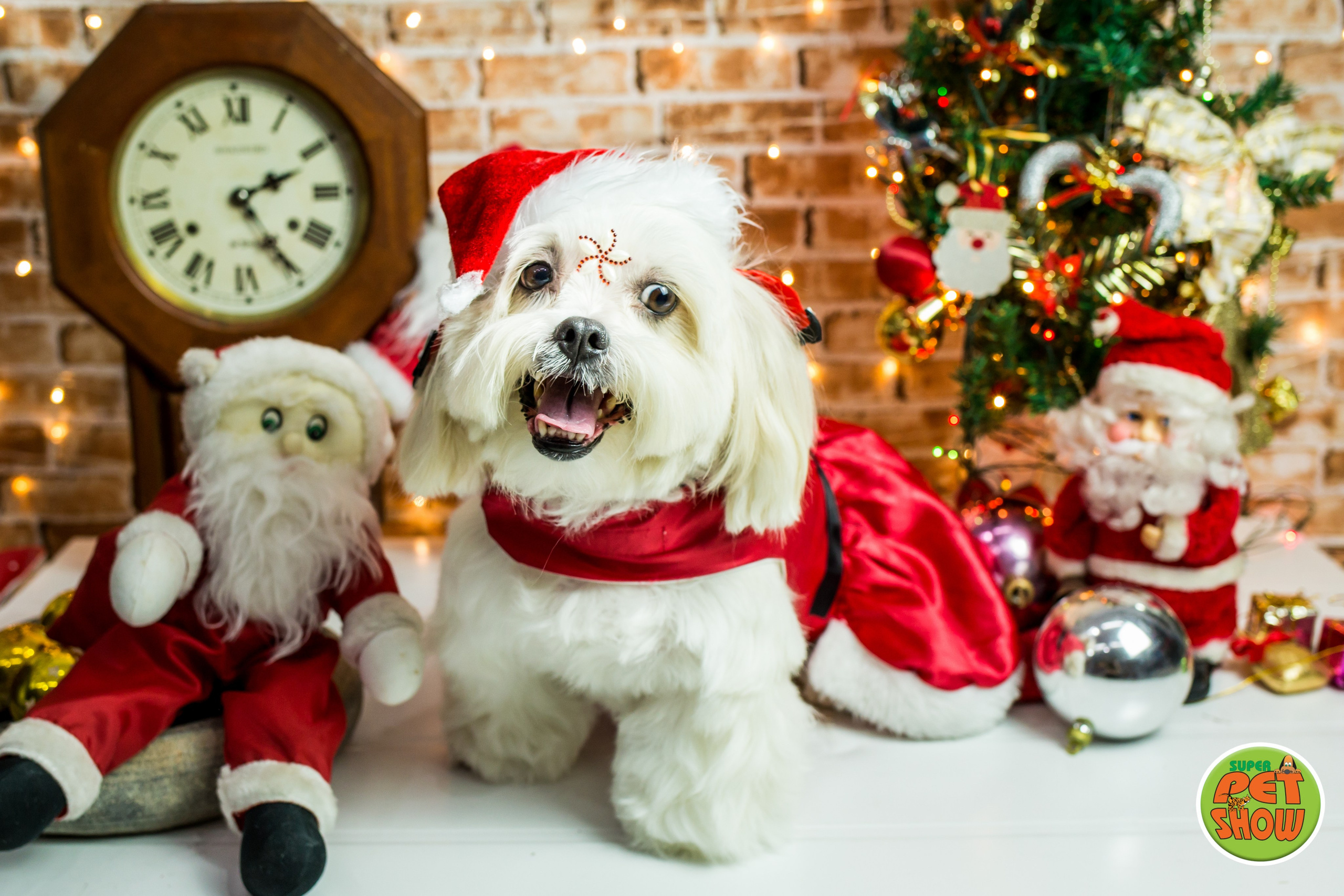 2019 — Natal encantado dos Pets. Fotografia Pet — estúdio, eventos, aniversários, ensaios temáticos