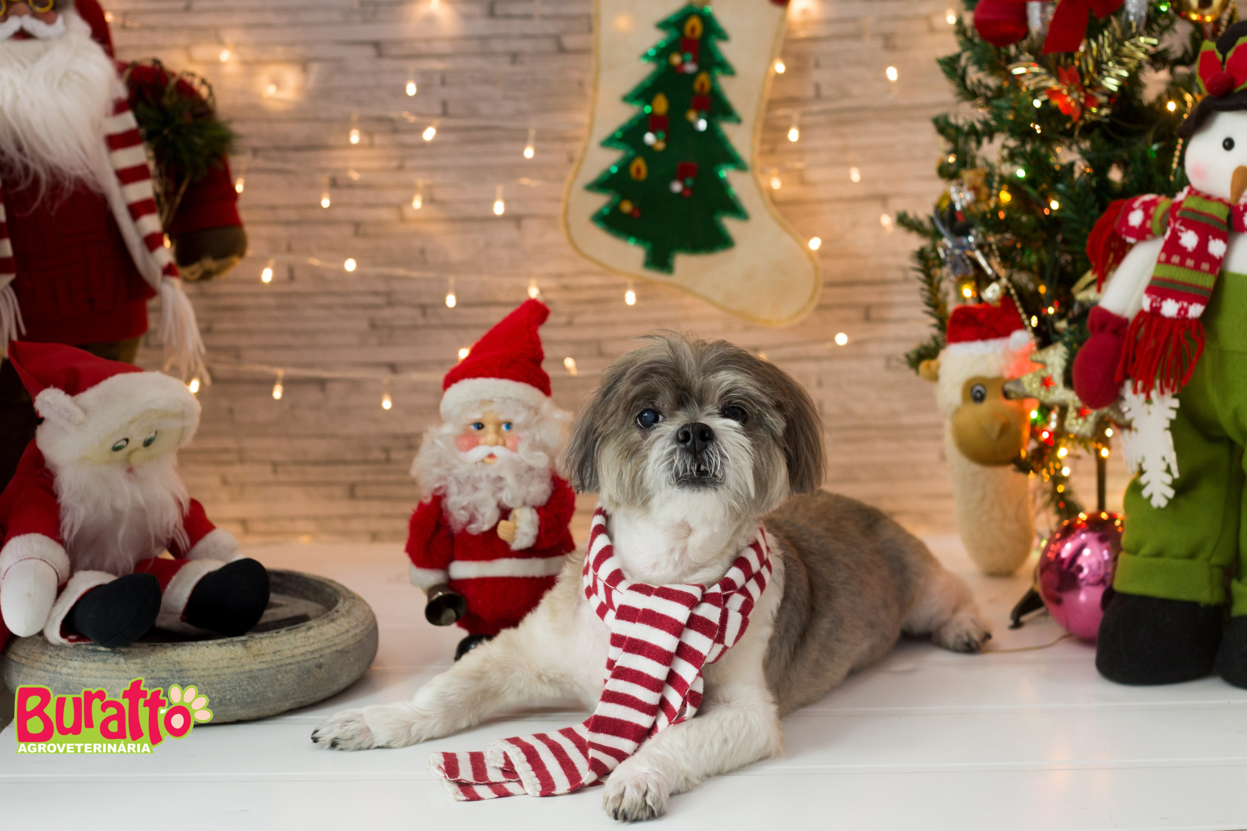 2018 — Natal encantado dos Pets. Fotografia Pet — estúdio, eventos, aniversários, ensaios temáticos
