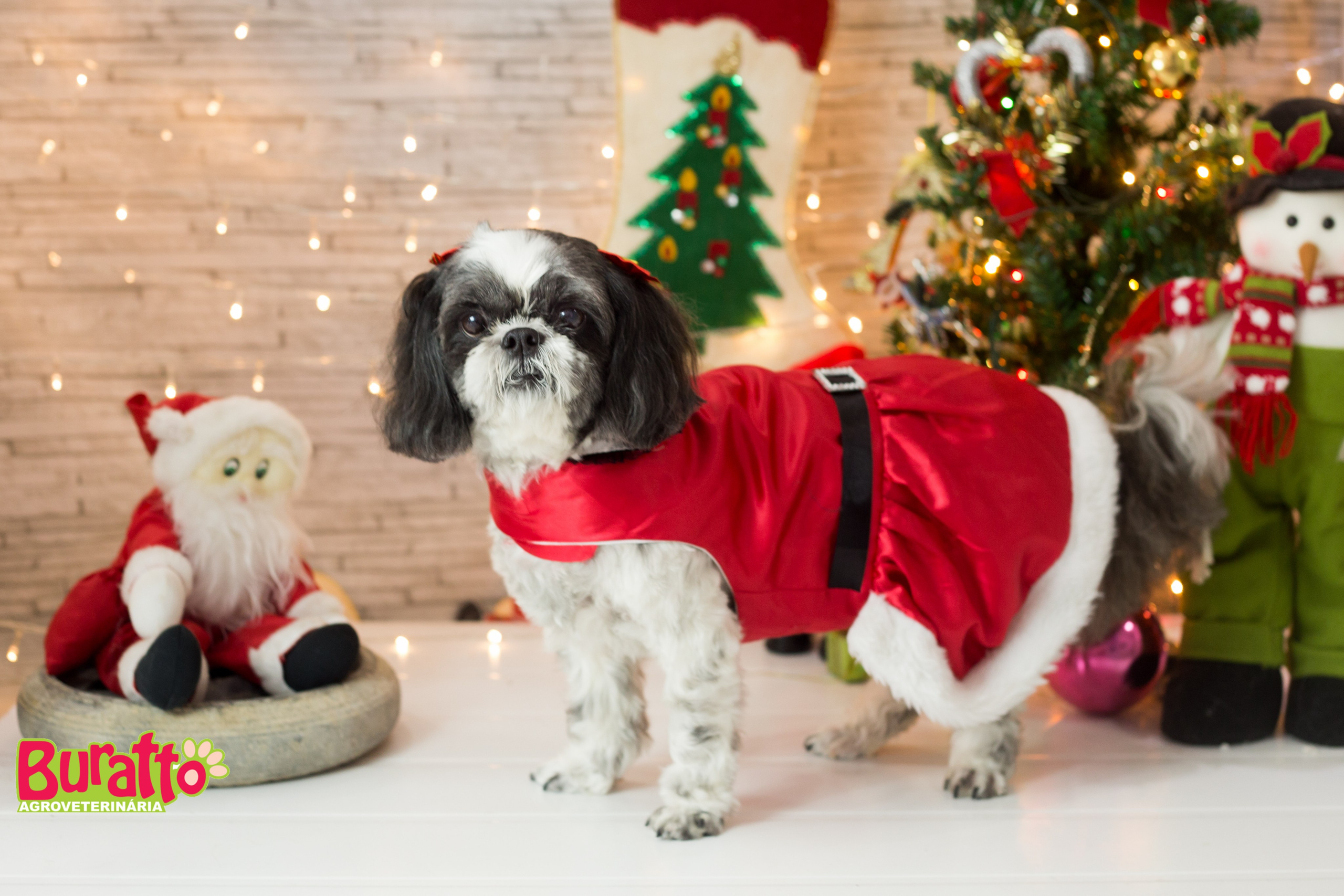 2018 — Natal encantado dos Pets. Fotografia Pet — estúdio, eventos, aniversários, ensaios temáticos