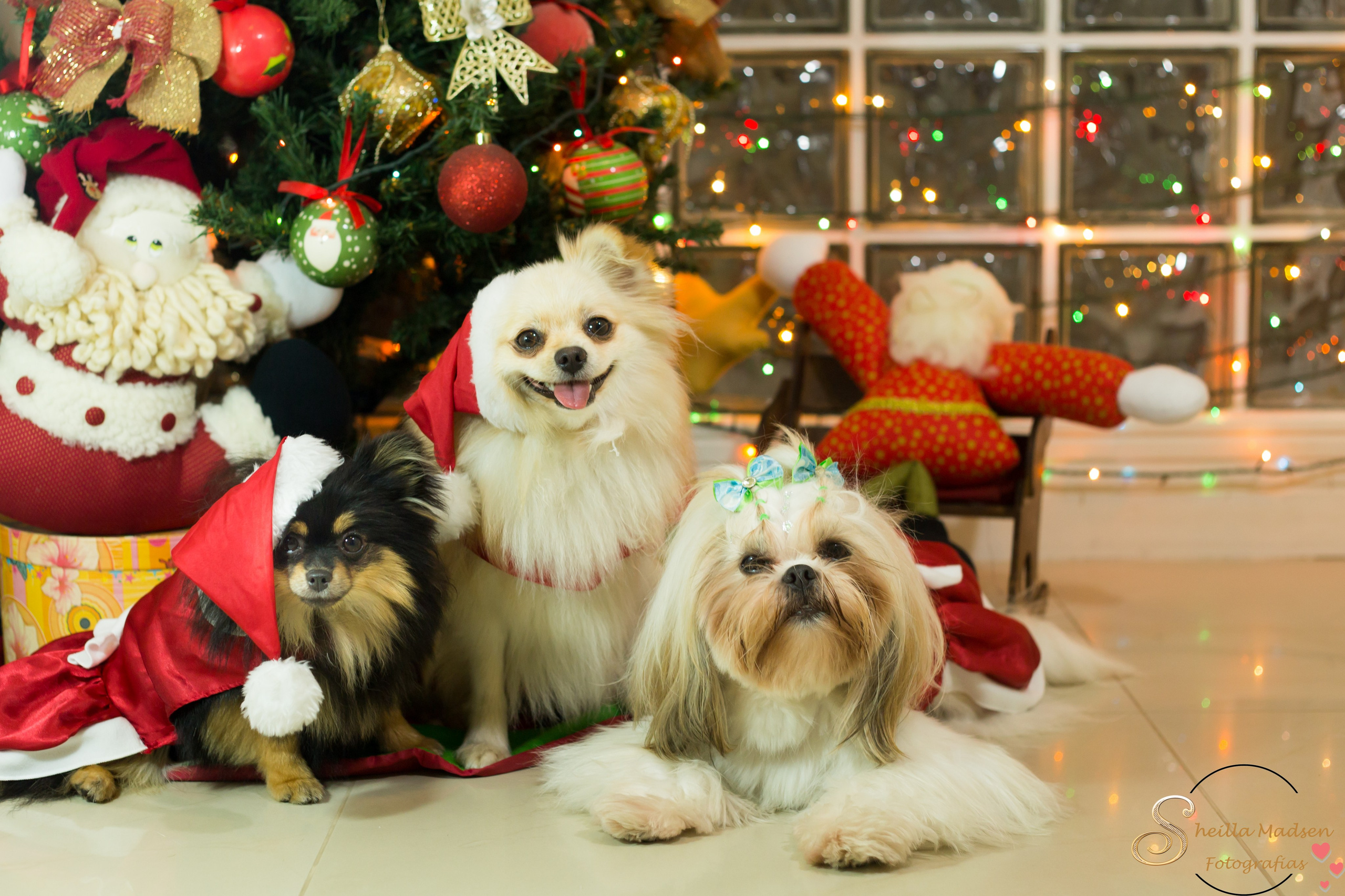 🐾 Um Natal cheio de amor, no cantinho deles. Fotografia Pet — estúdio, eventos, aniversários, ensaios temáticos