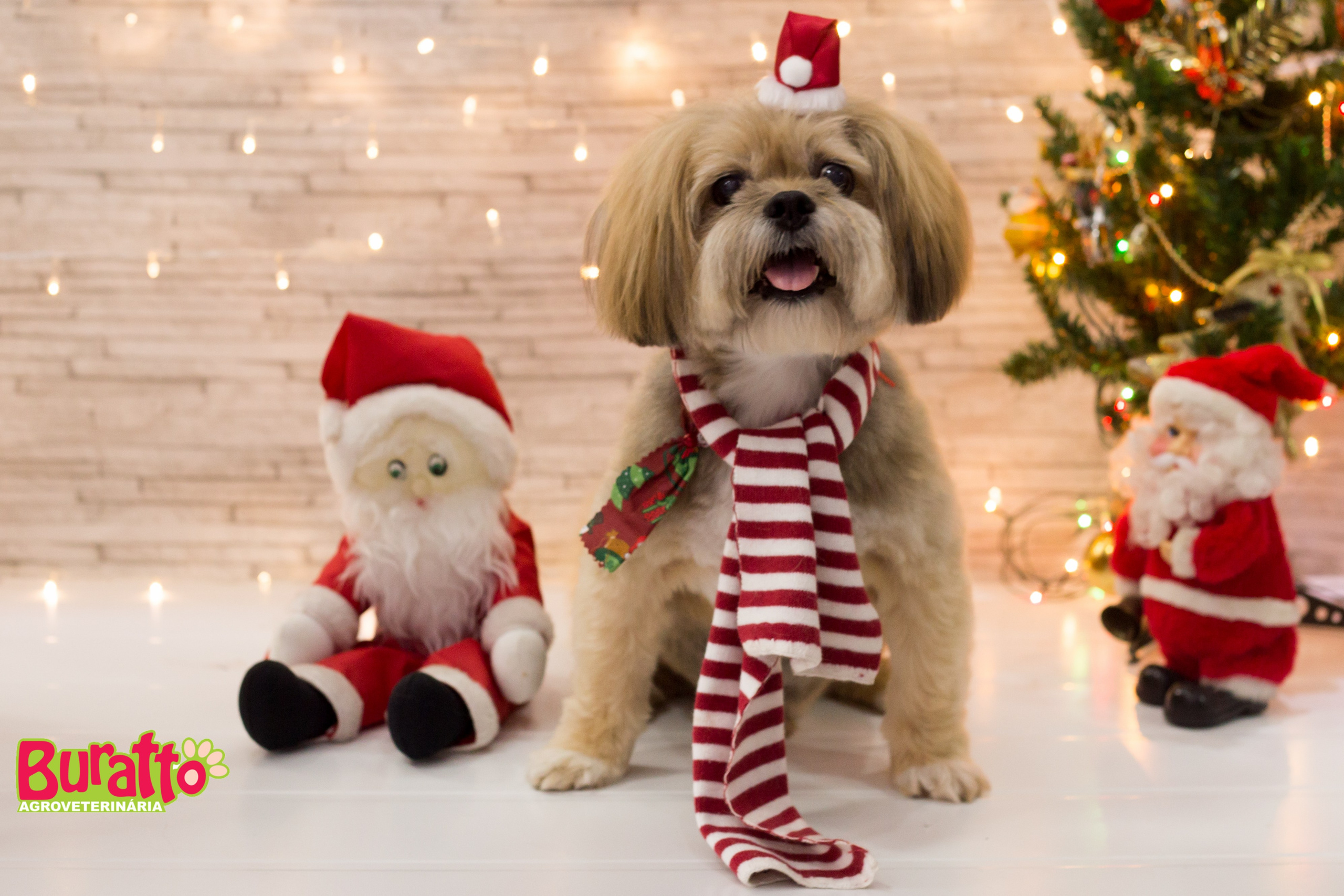 2018 — Natal encantado dos Pets. Fotografia Pet — estúdio, eventos, aniversários, ensaios temáticos