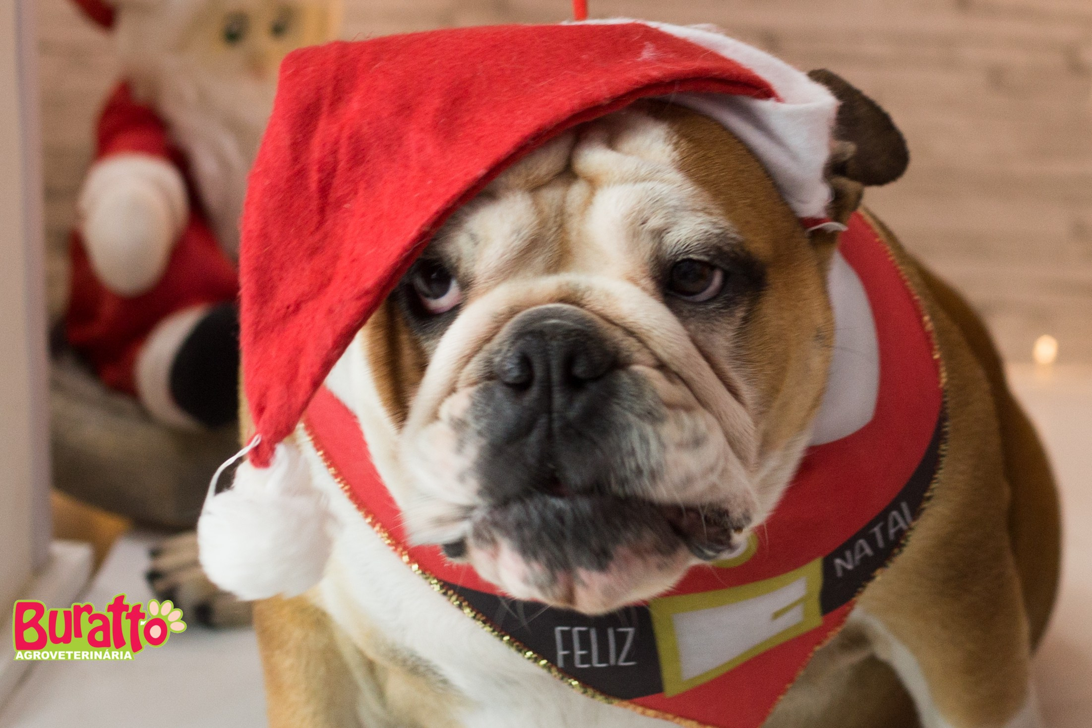 2018 — Natal encantado dos Pets. Fotografia Pet — estúdio, eventos, aniversários, ensaios temáticos