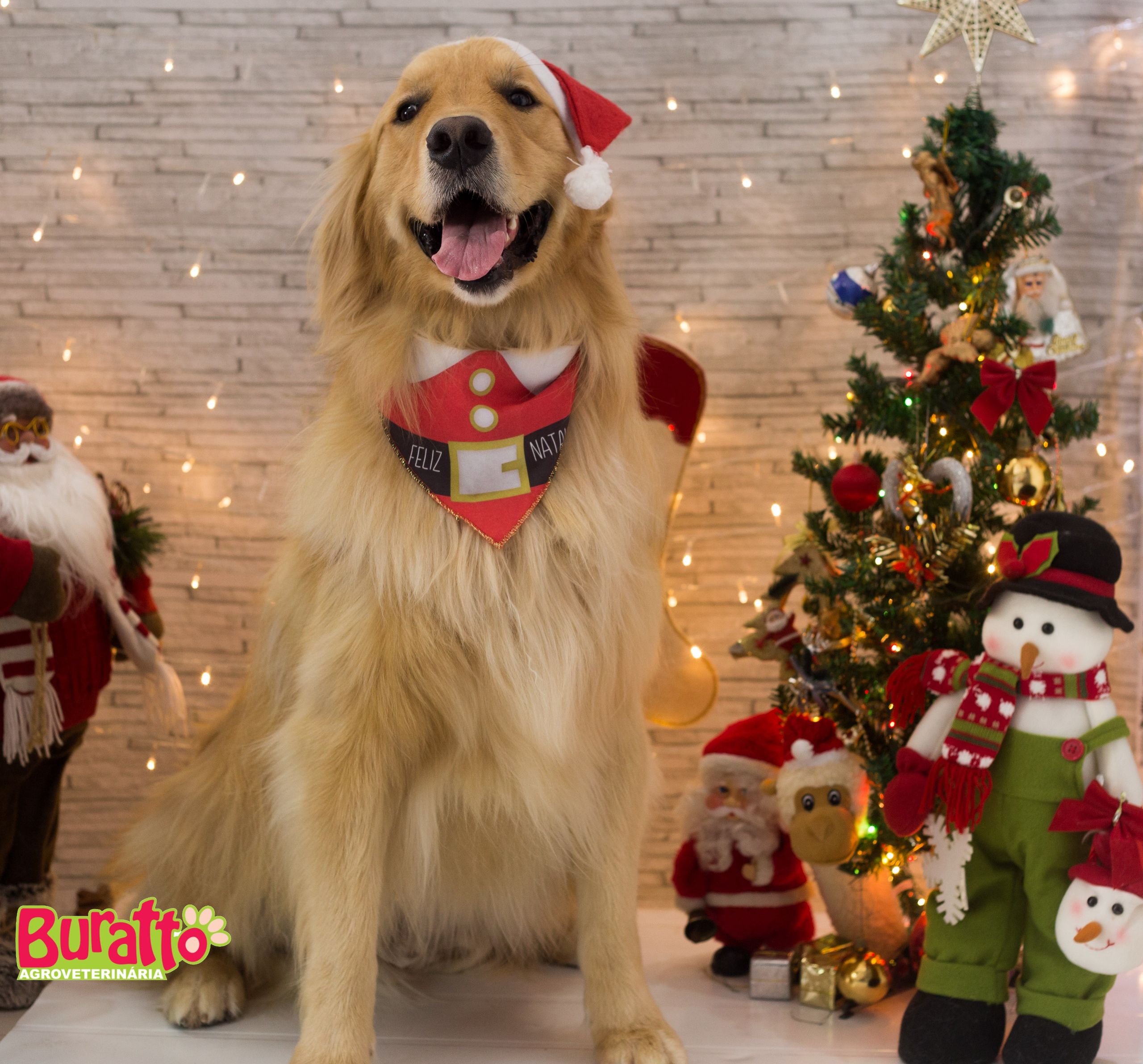2018 — Natal encantado dos Pets. Fotografia Pet — estúdio, eventos, aniversários, ensaios temáticos