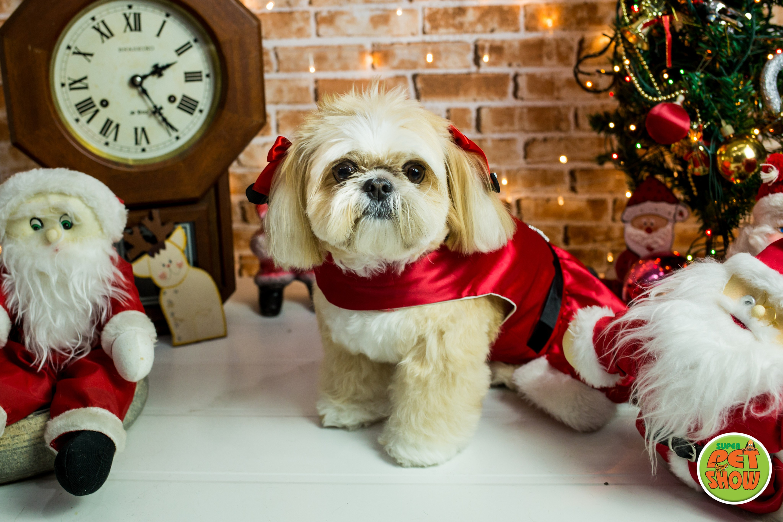 2019 — Natal encantado dos Pets. Fotografia Pet — estúdio, eventos, aniversários, ensaios temáticos