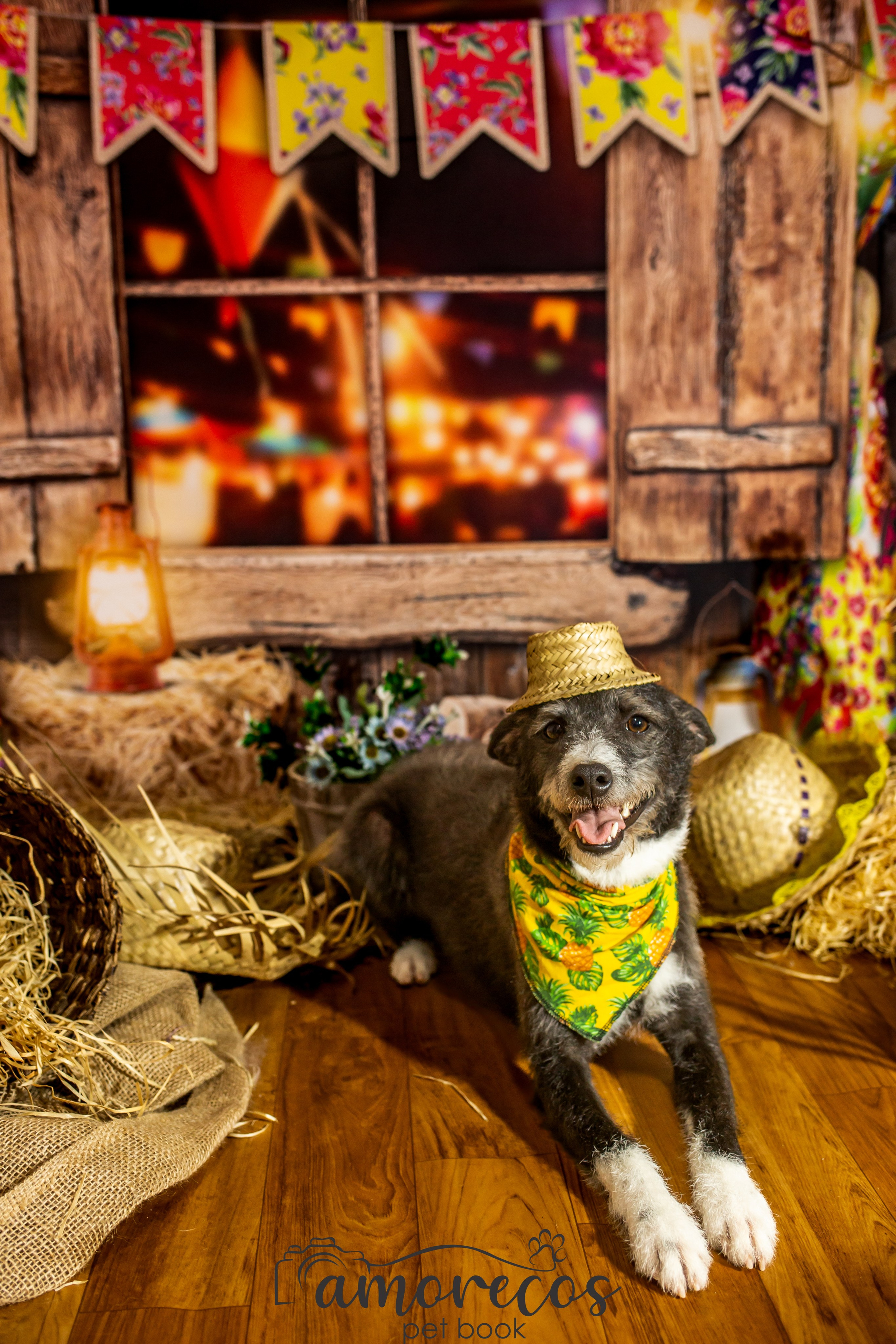 Arraia 2022. Fotografia Pet — estúdio, eventos, aniversários, ensaios temáticos