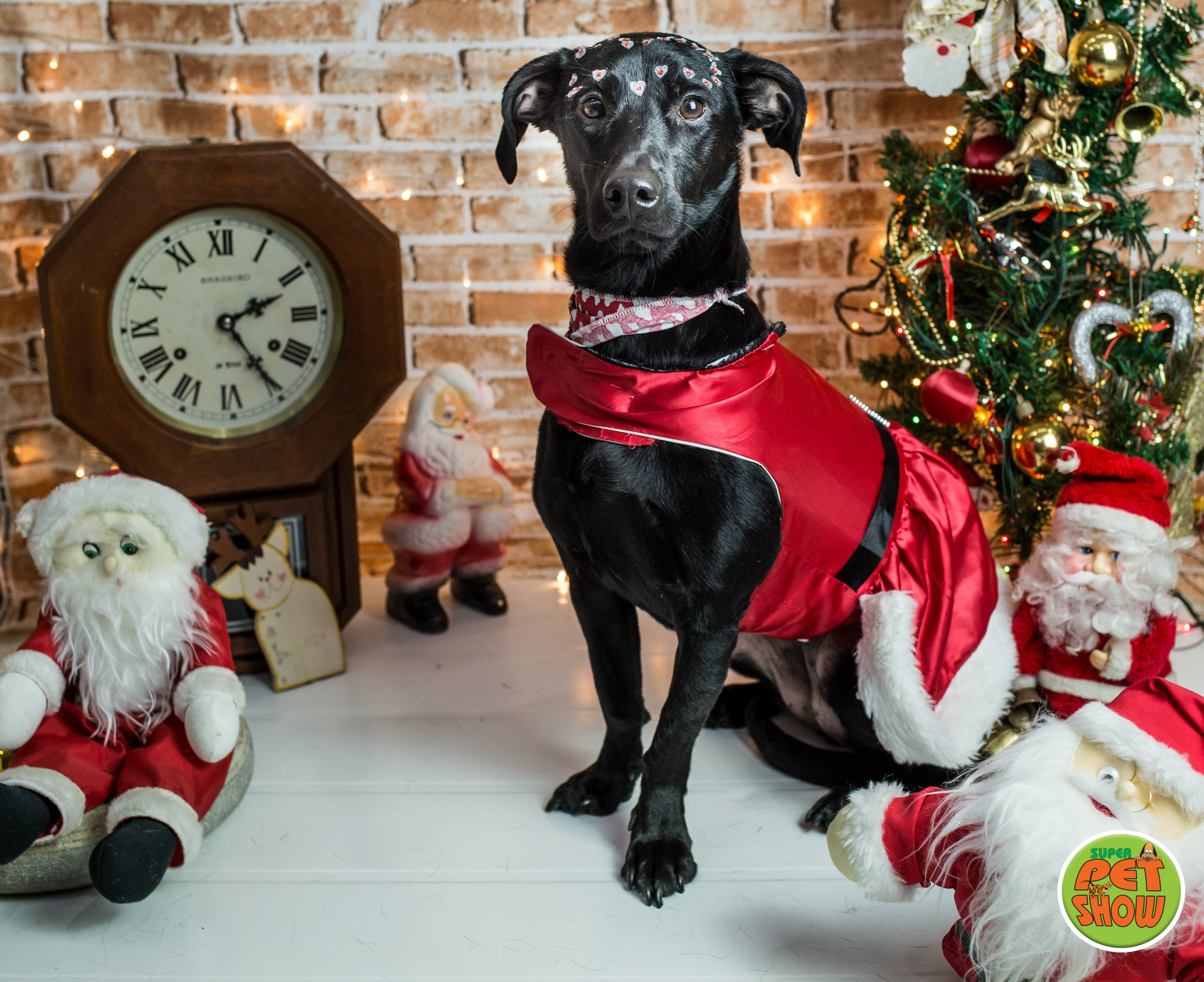 2019 — Natal encantado dos Pets. Fotografia Pet — estúdio, eventos, aniversários, ensaios temáticos