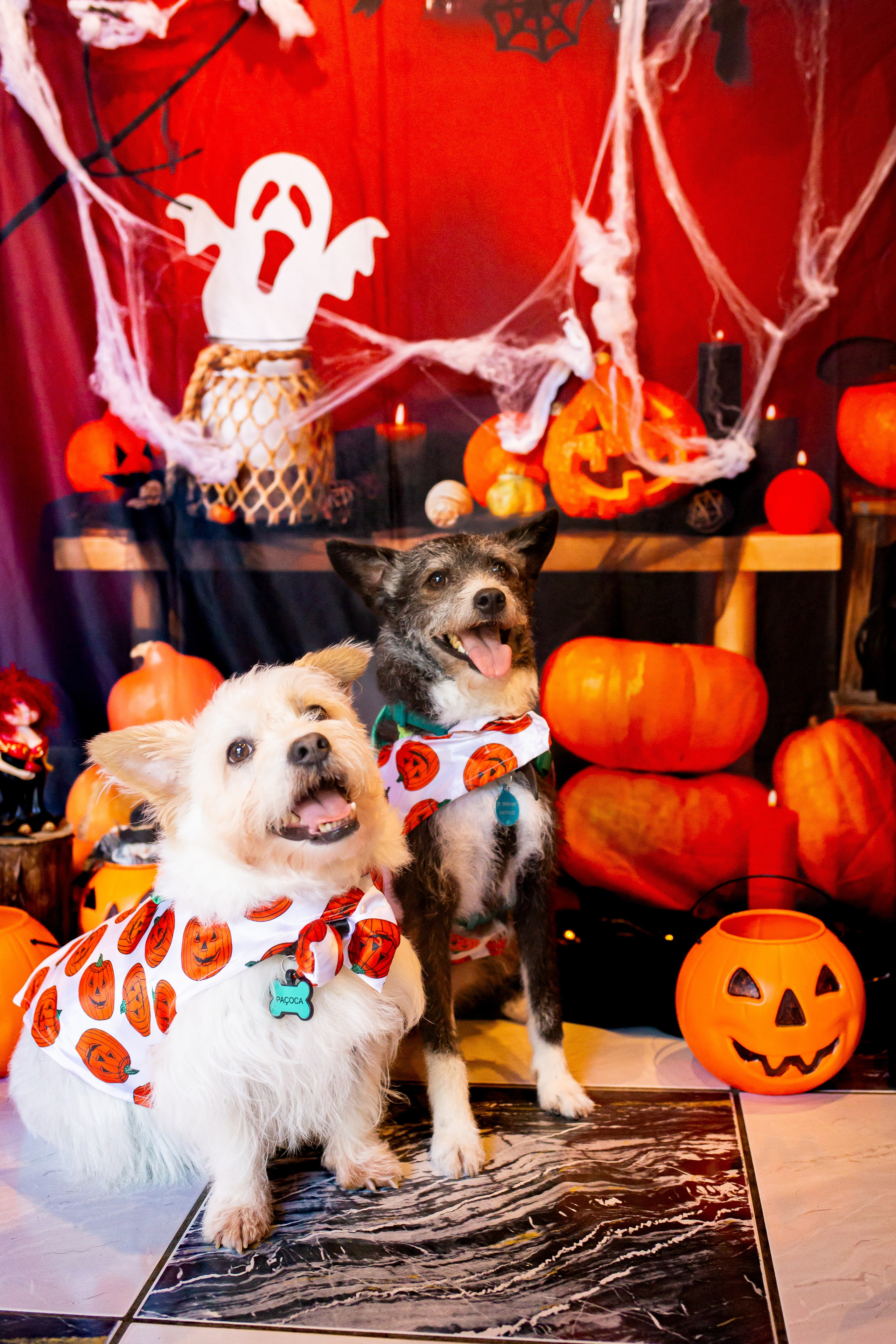 Hallowen 2025 — Café Cordel. Fotografia Pet — estúdio, eventos, aniversários, ensaios temáticos