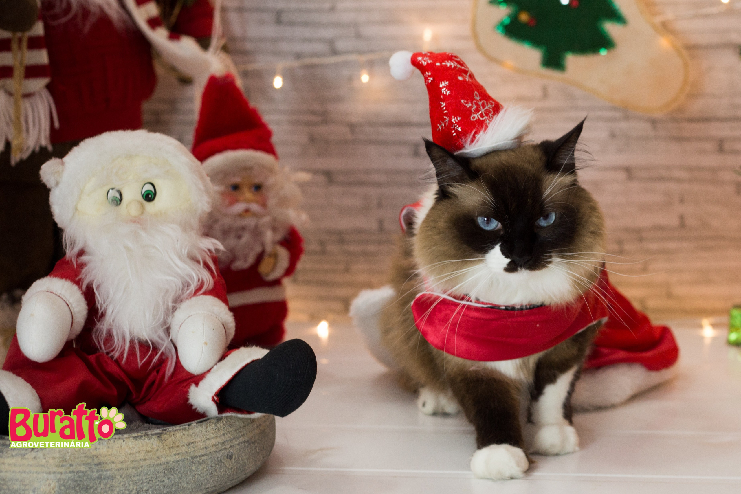 2018 — Natal encantado dos Pets. Fotografia Pet — estúdio, eventos, aniversários, ensaios temáticos