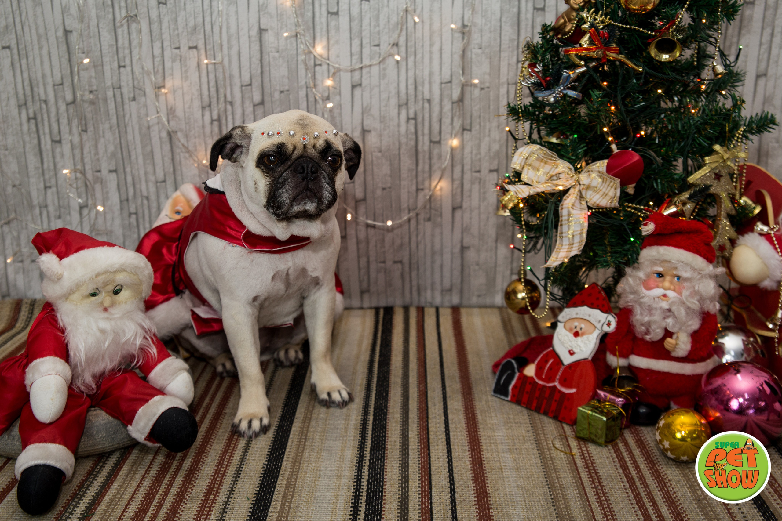 2019 — Natal encantado dos Pets. Fotografia Pet — estúdio, eventos, aniversários, ensaios temáticos