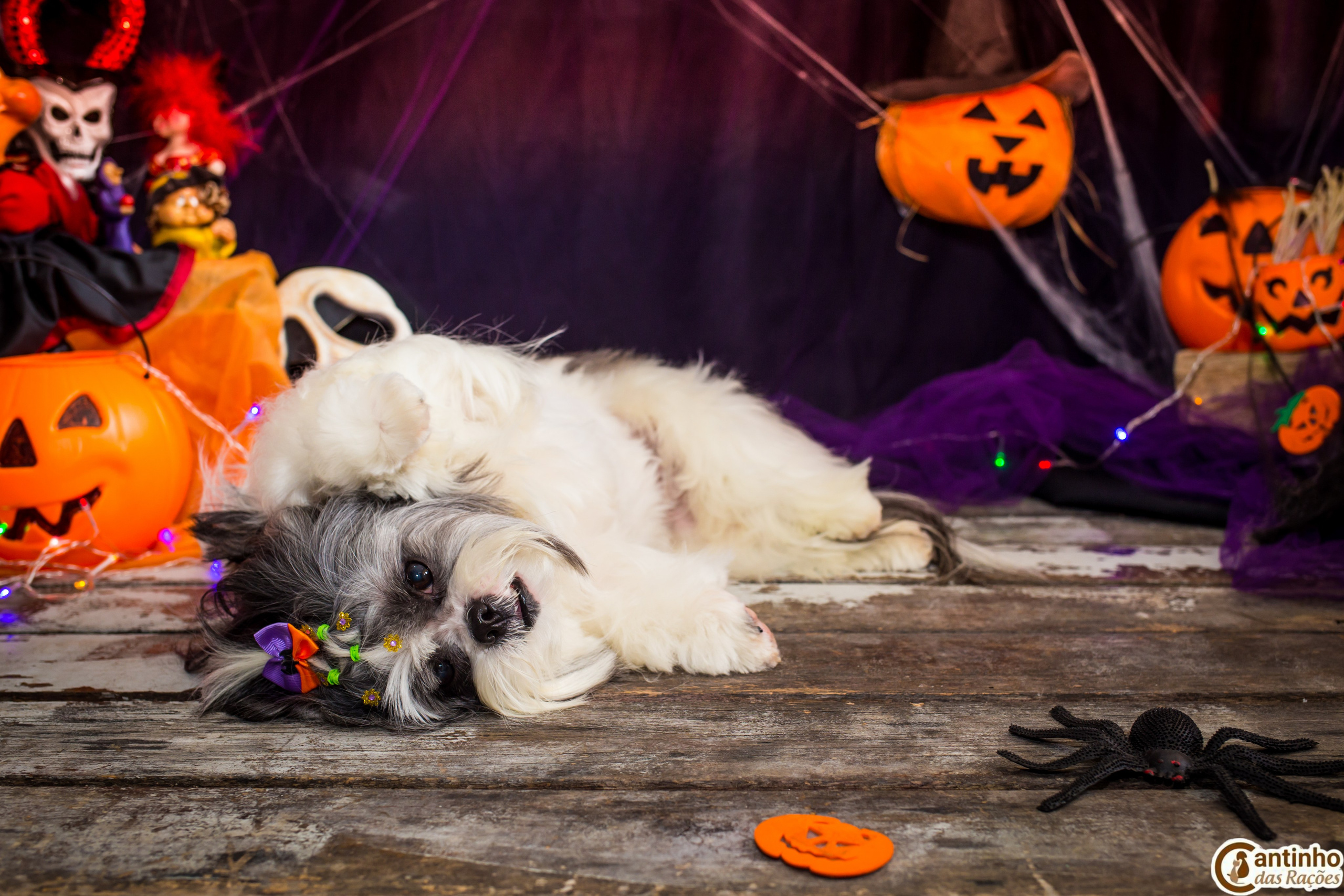 Hallowen — 2020 Doces ou travessuras. Fotografia Pet — estúdio, eventos, aniversários, ensaios temáticos