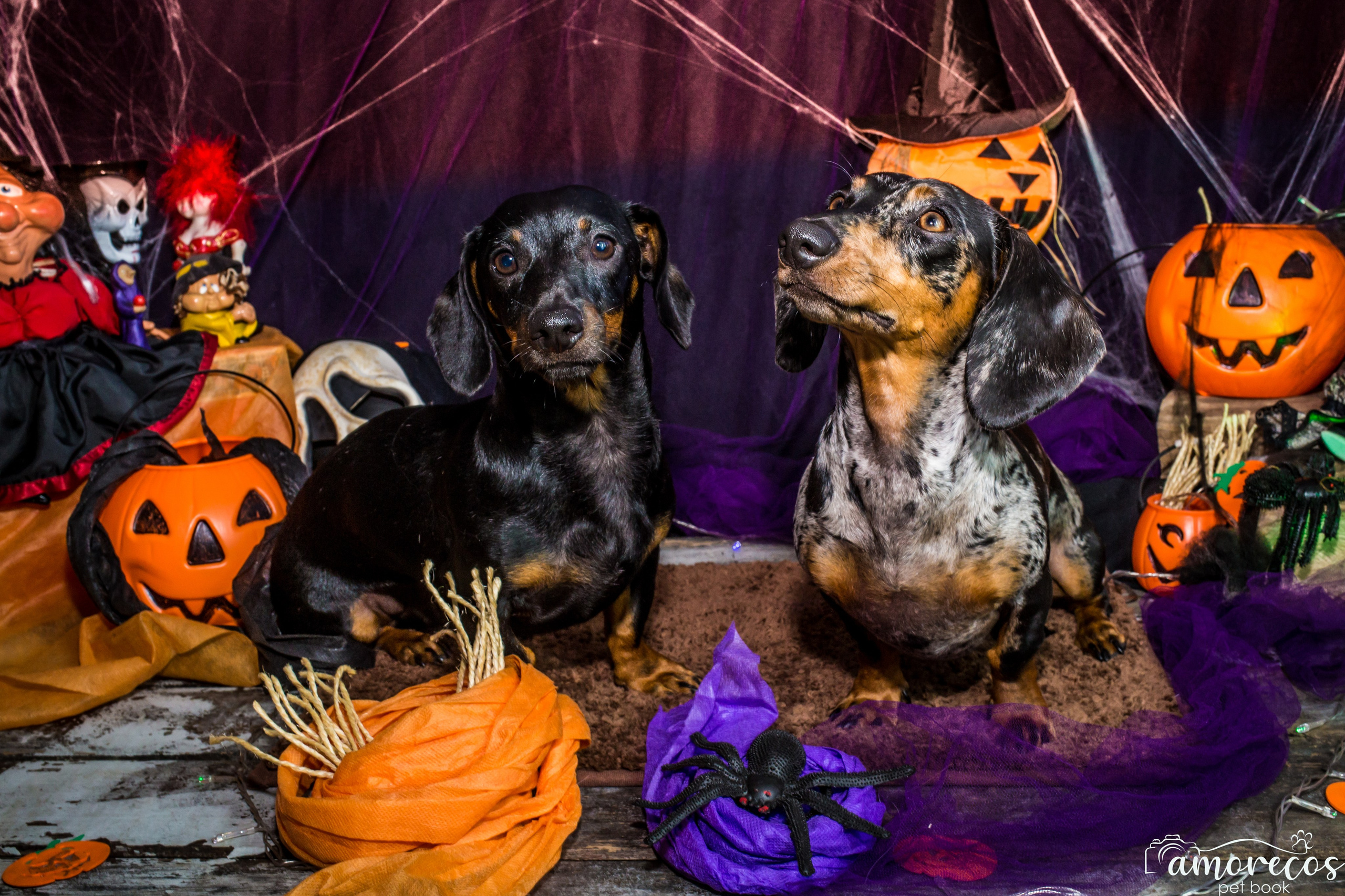 Hallowen — 2020 Doces ou travessuras. Fotografia Pet — estúdio, eventos, aniversários, ensaios temáticos