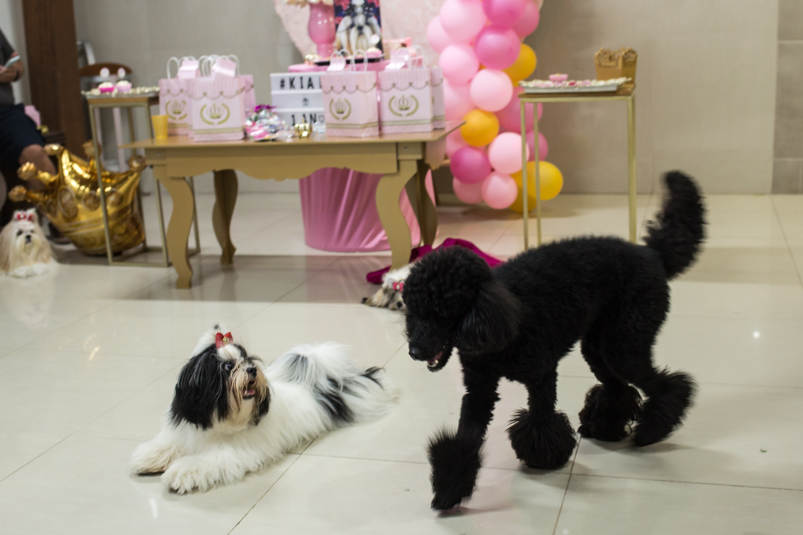 Kiara — 1 aninho. Fotografia Pet — estúdio, eventos, aniversários, ensaios temáticos