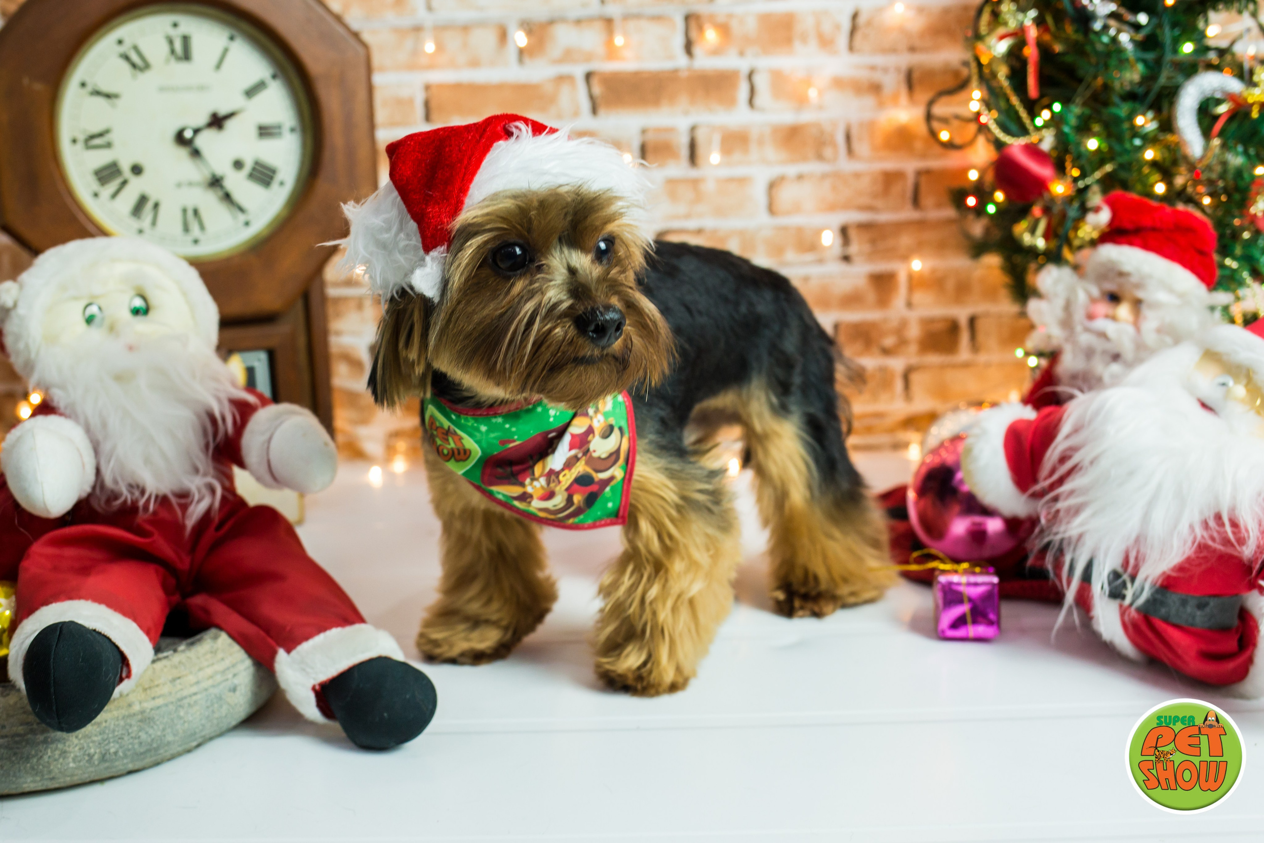 2019 — Natal encantado dos Pets. Fotografia Pet — estúdio, eventos, aniversários, ensaios temáticos