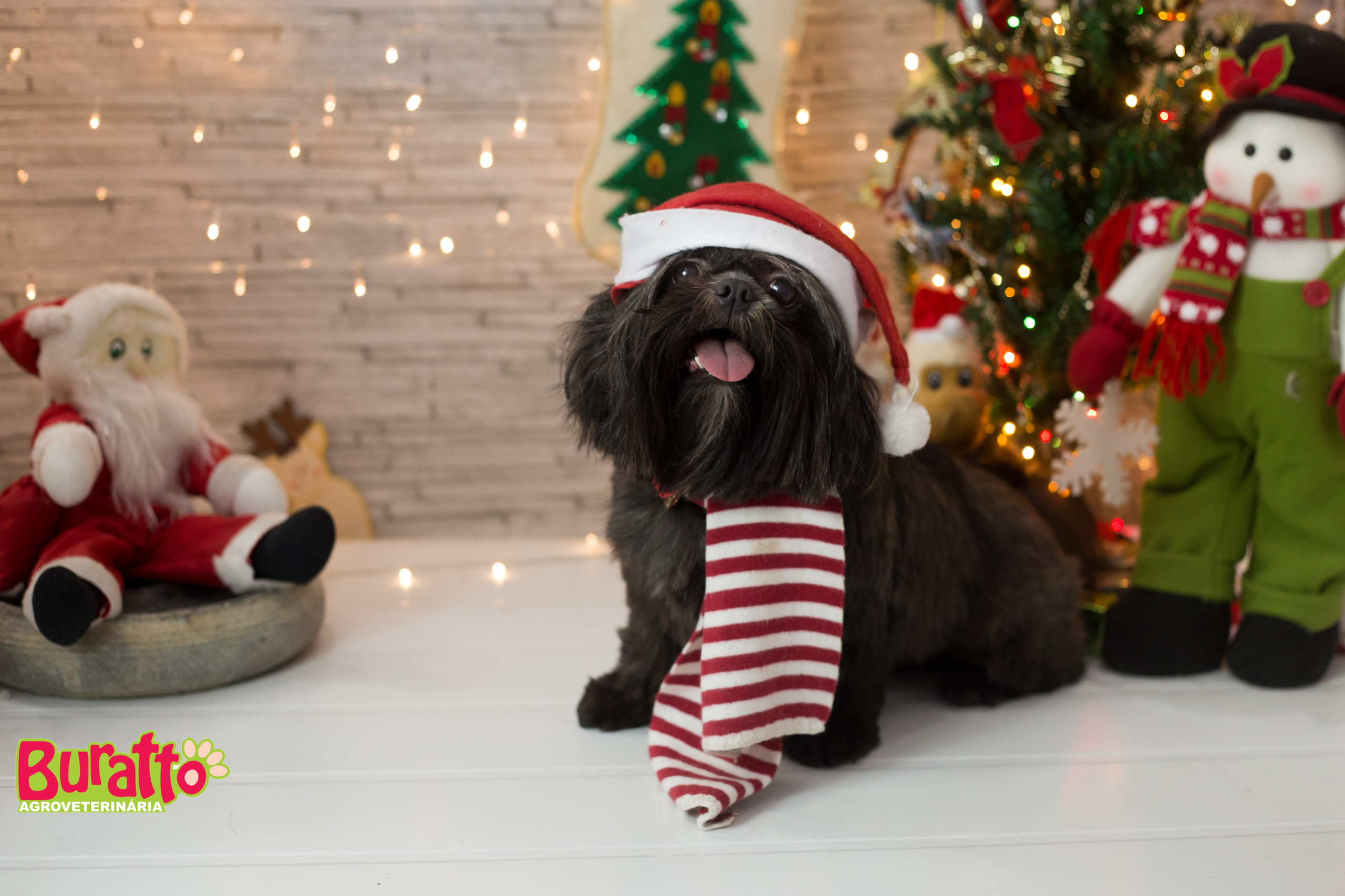 2018 — Natal encantado dos Pets. Fotografia Pet — estúdio, eventos, aniversários, ensaios temáticos