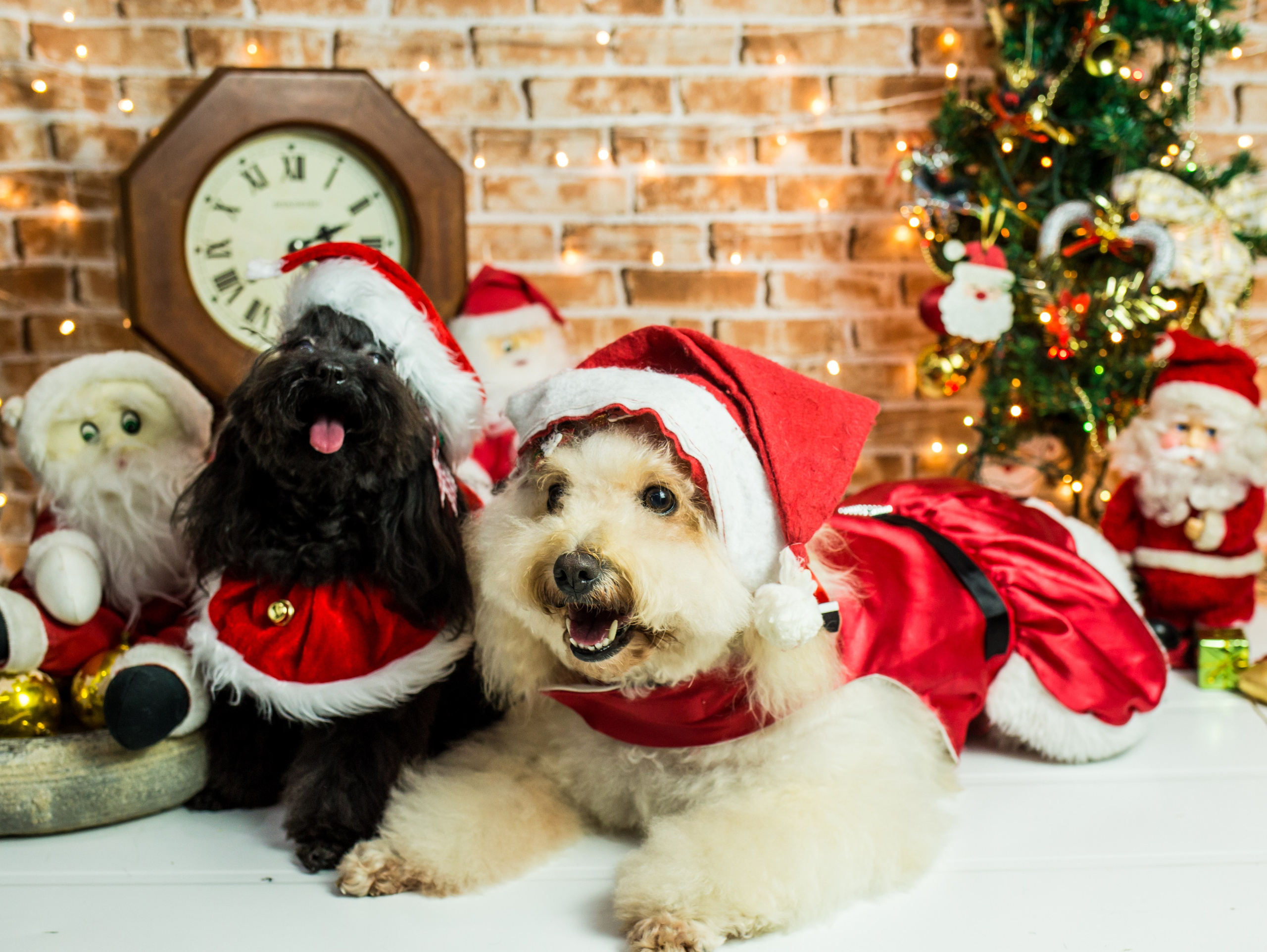 2019 — Natal encantado dos Pets. Fotografia Pet — estúdio, eventos, aniversários, ensaios temáticos