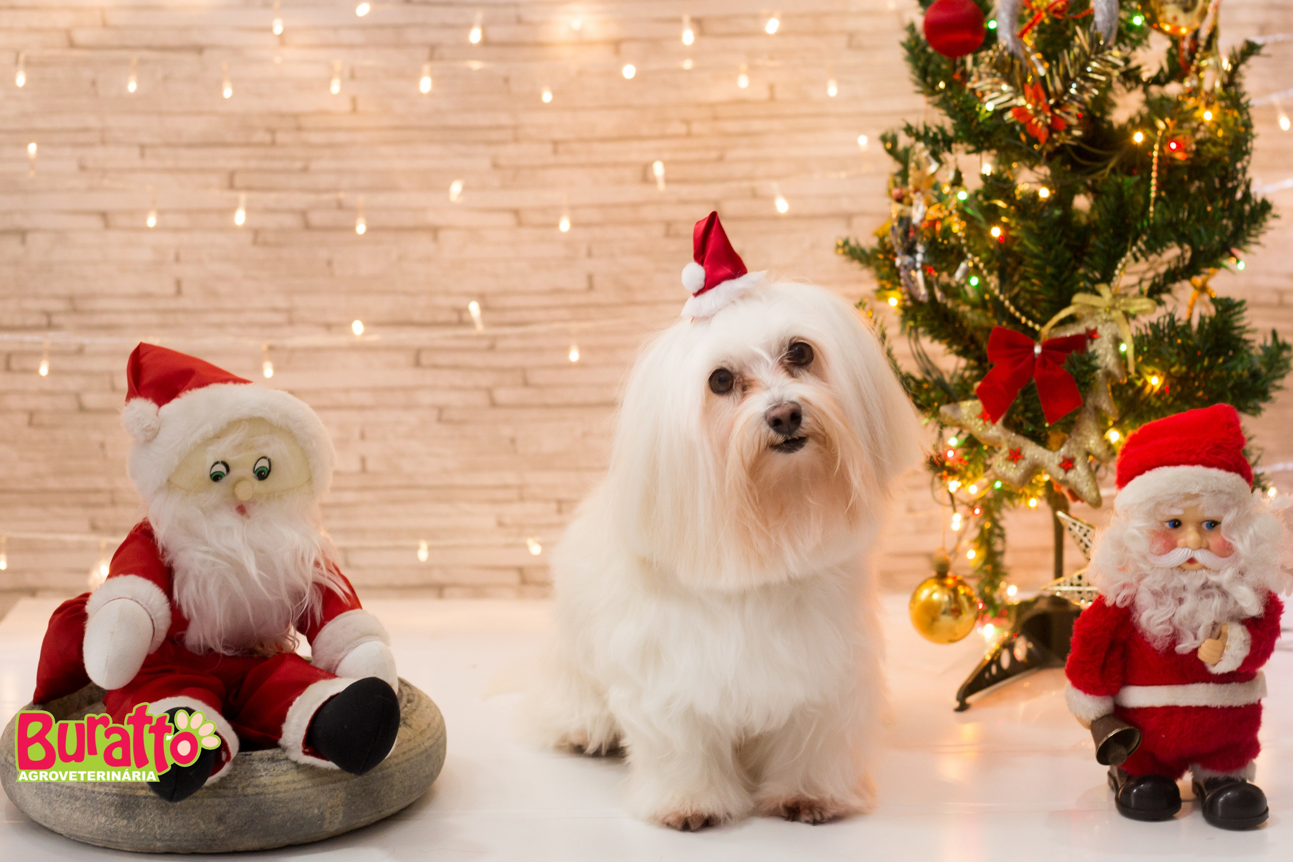 2018 — Natal encantado dos Pets. Fotografia Pet — estúdio, eventos, aniversários, ensaios temáticos