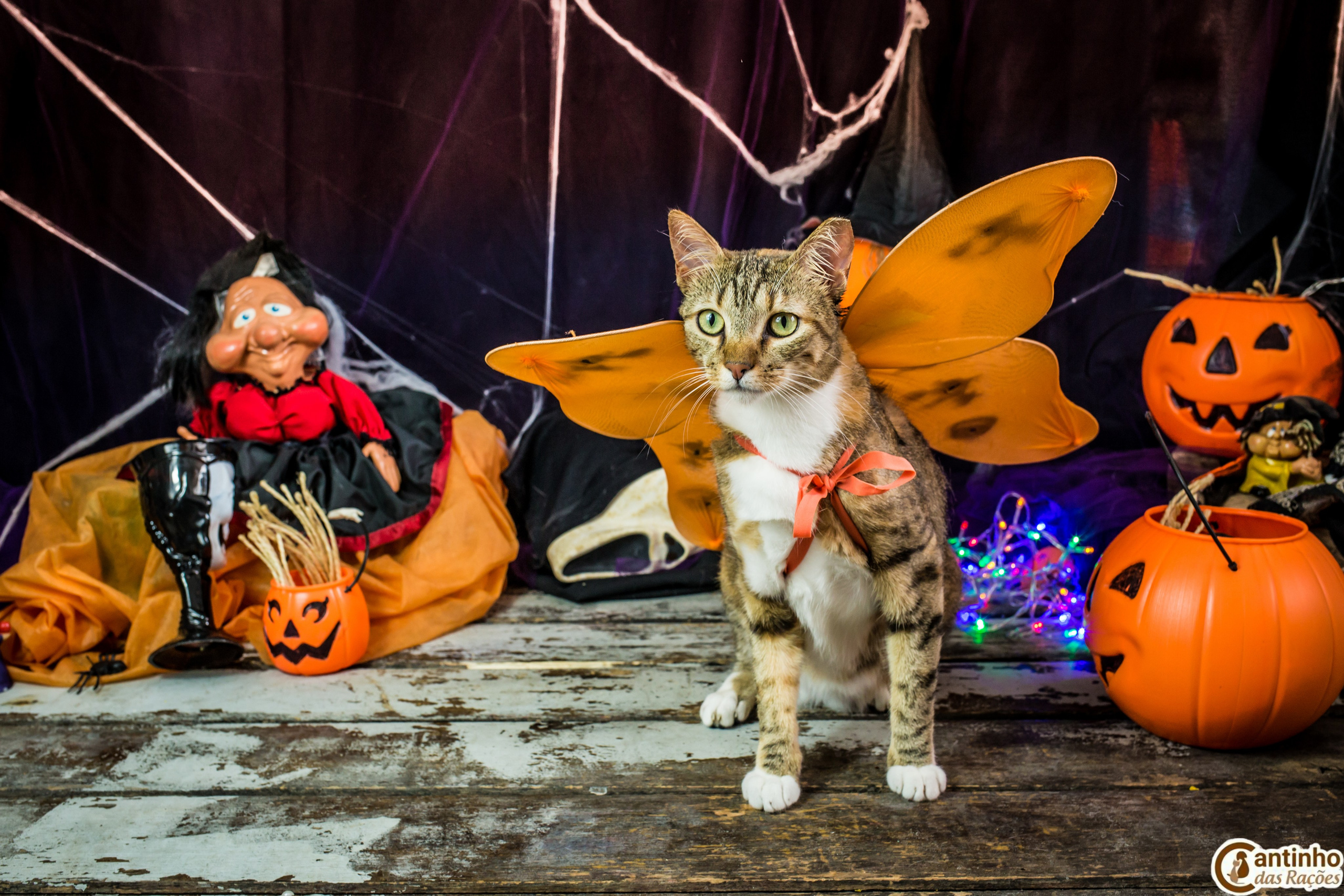 Hallowen — 2020 Doces ou travessuras. Fotografia Pet — estúdio, eventos, aniversários, ensaios temáticos