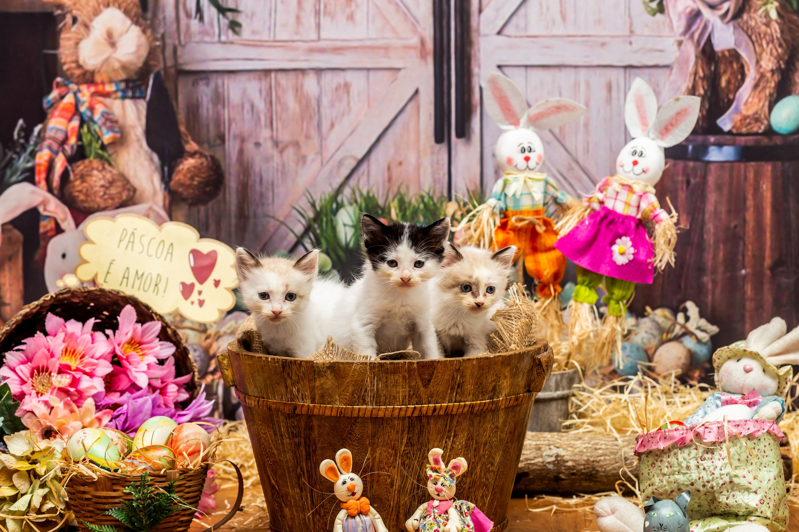 2023 — A doce Páscoa dos Pets. Fotografia Pet — estúdio, eventos, aniversários, ensaios temáticos