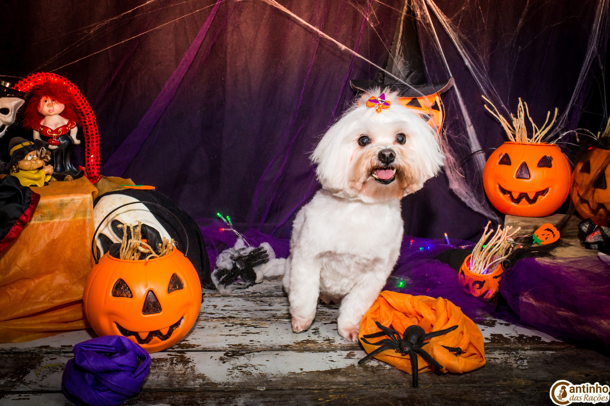 Hallowen — 2020 Doces ou travessuras. Fotografia Pet — estúdio, eventos, aniversários, ensaios temáticos