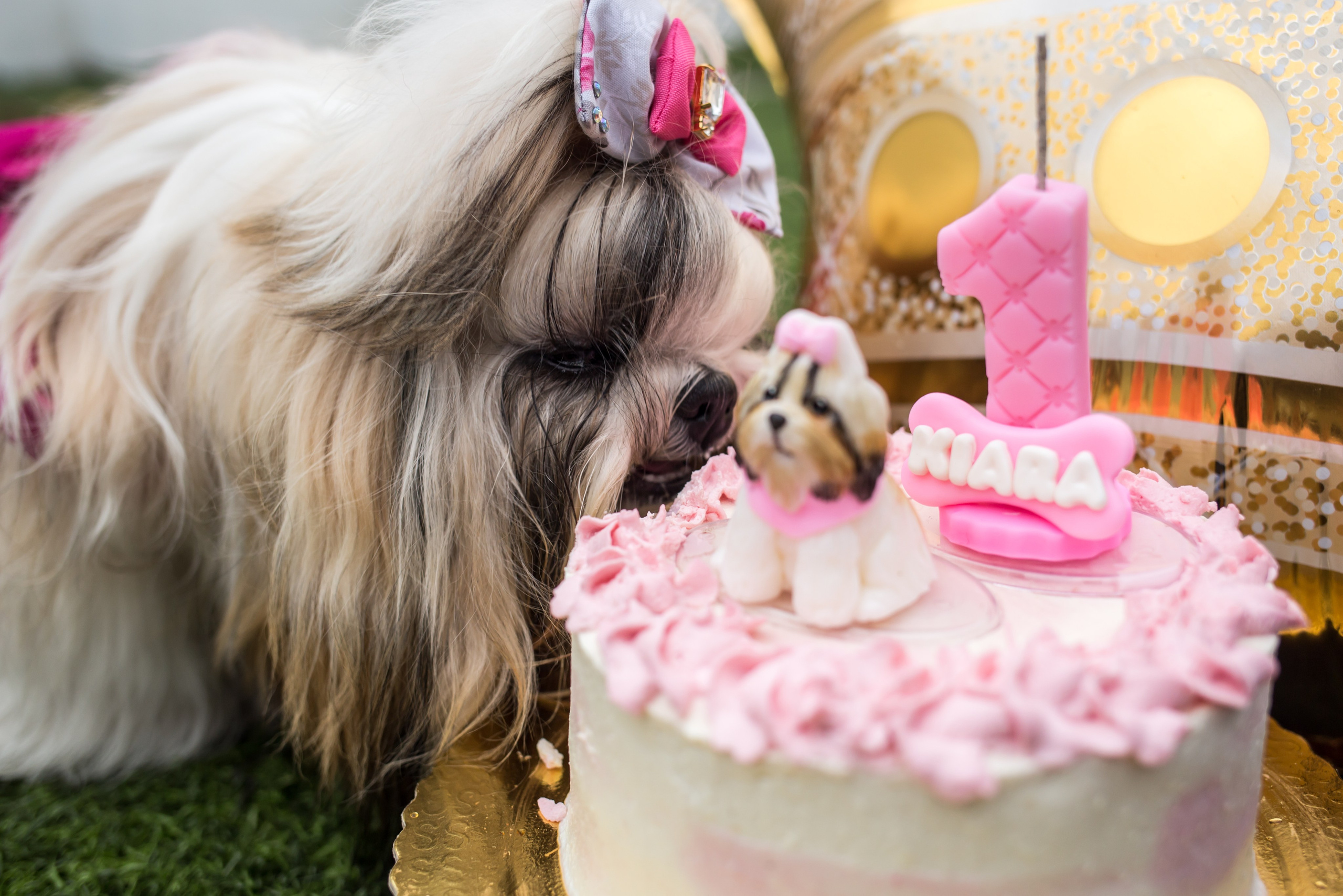 Kiara — 1 aninho. Fotografia Pet — estúdio, eventos, aniversários, ensaios temáticos