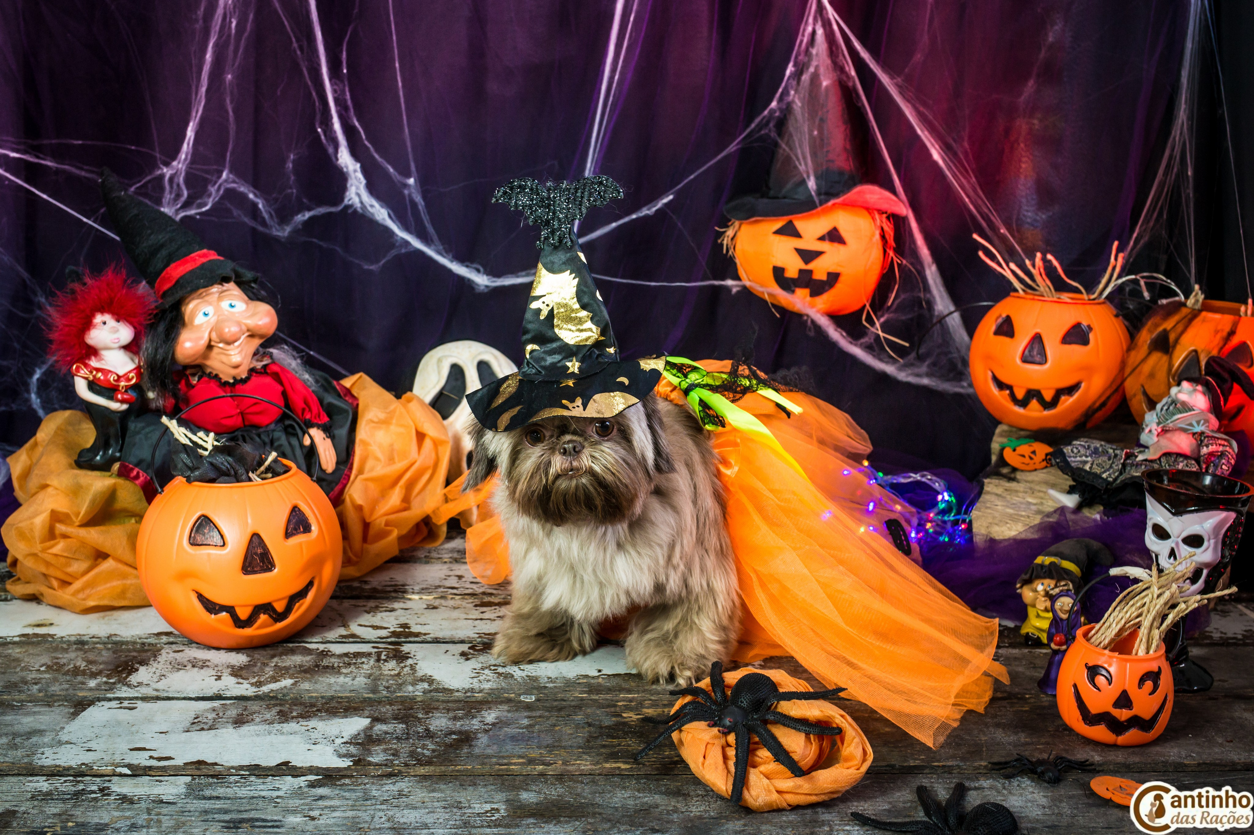 Hallowen — 2020 Doces ou travessuras. Fotografia Pet — estúdio, eventos, aniversários, ensaios temáticos