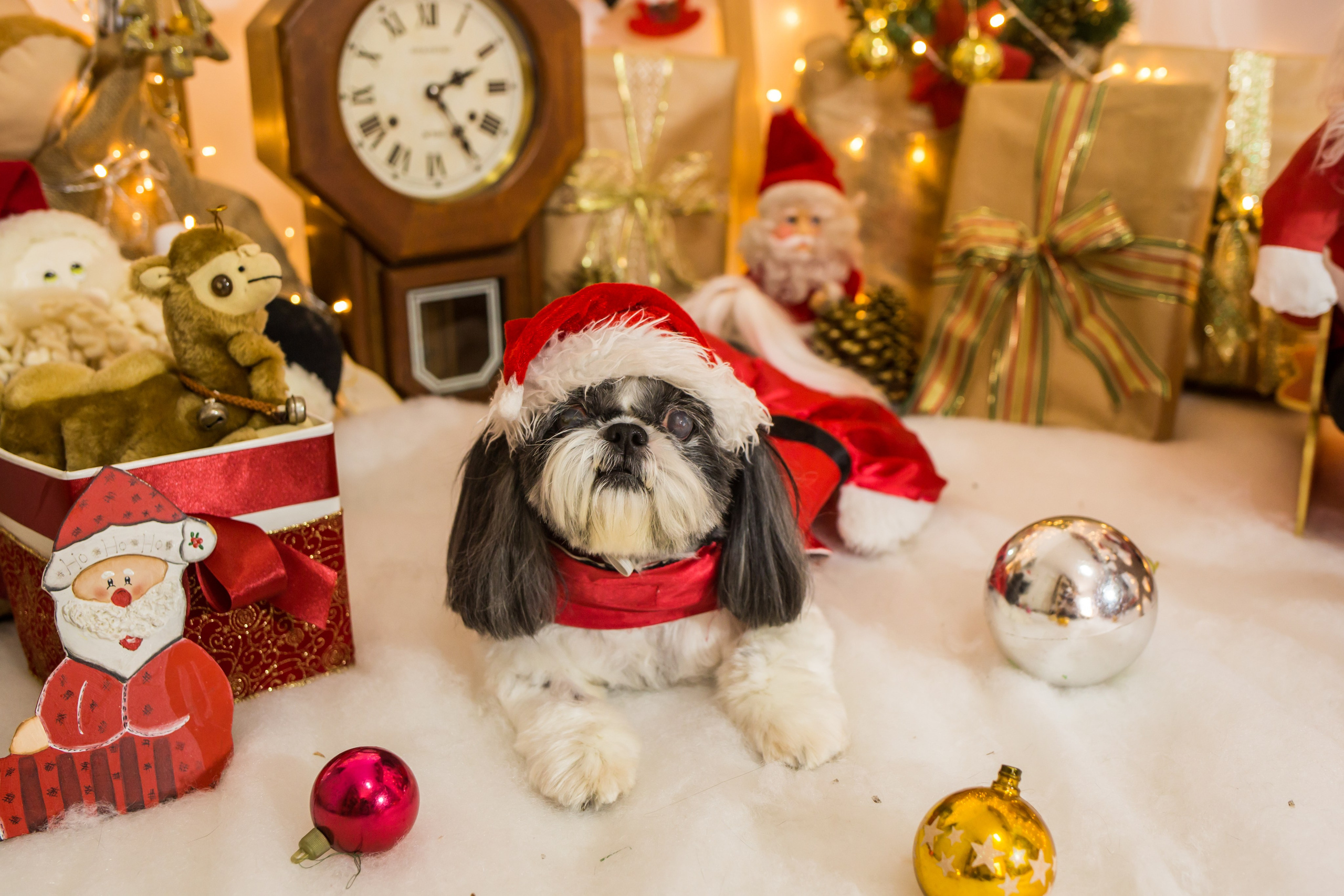 2021 — Natal encantado dos Pets. Fotografia Pet — estúdio, eventos, aniversários, ensaios temáticos
