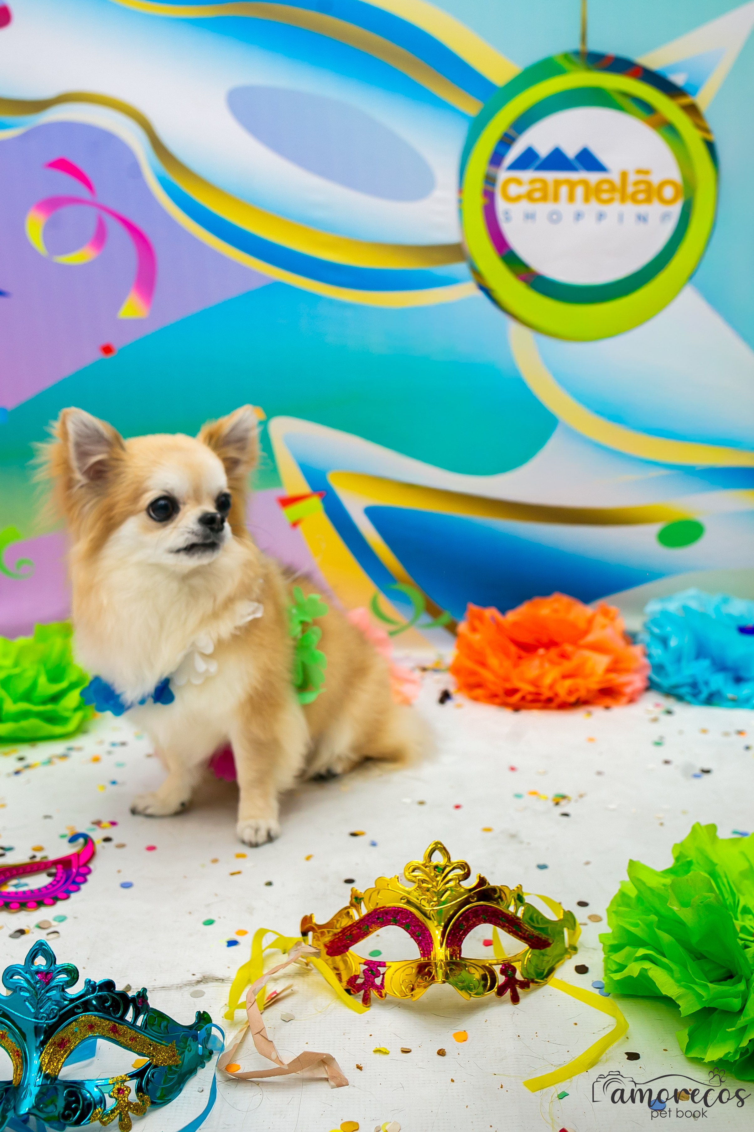 Carnaval 2026 — Camelão. Fotografia Pet — estúdio, eventos, aniversários, ensaios temáticos