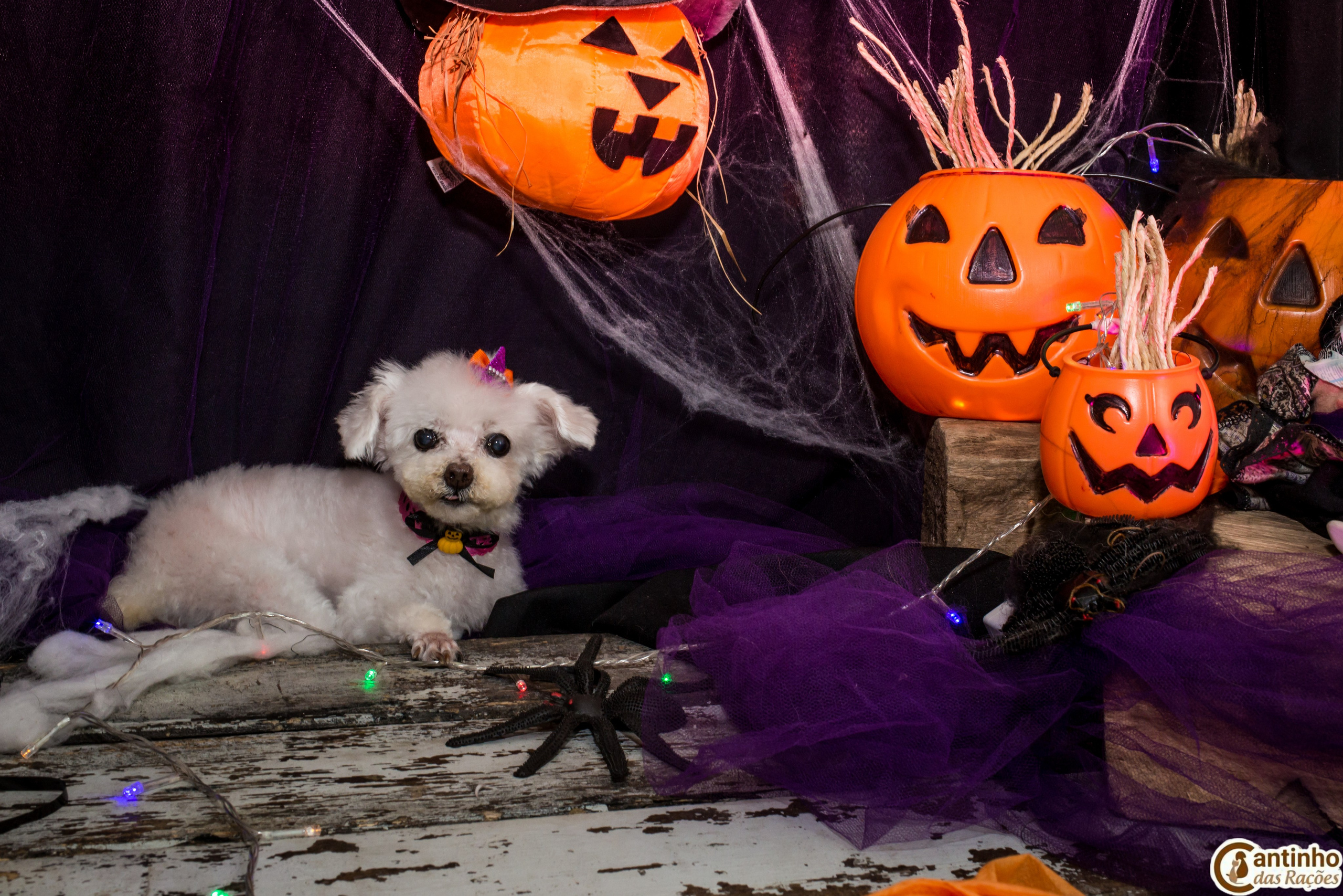 Hallowen — 2020 Doces ou travessuras. Fotografia Pet — estúdio, eventos, aniversários, ensaios temáticos
