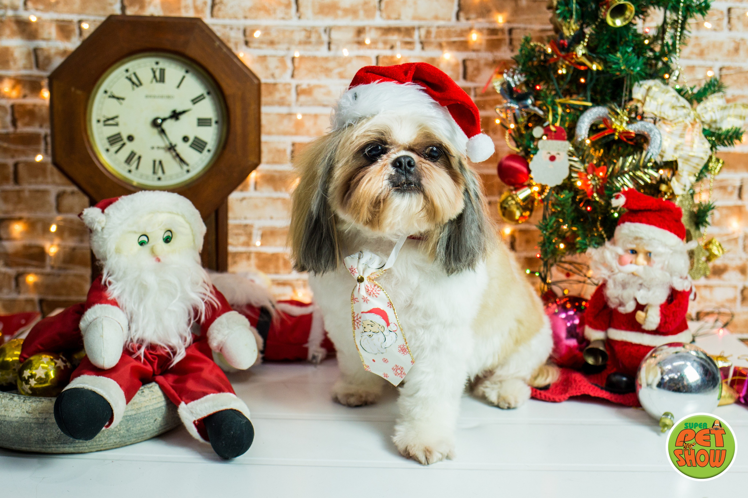 2019 — Natal encantado dos Pets. Fotografia Pet — estúdio, eventos, aniversários, ensaios temáticos