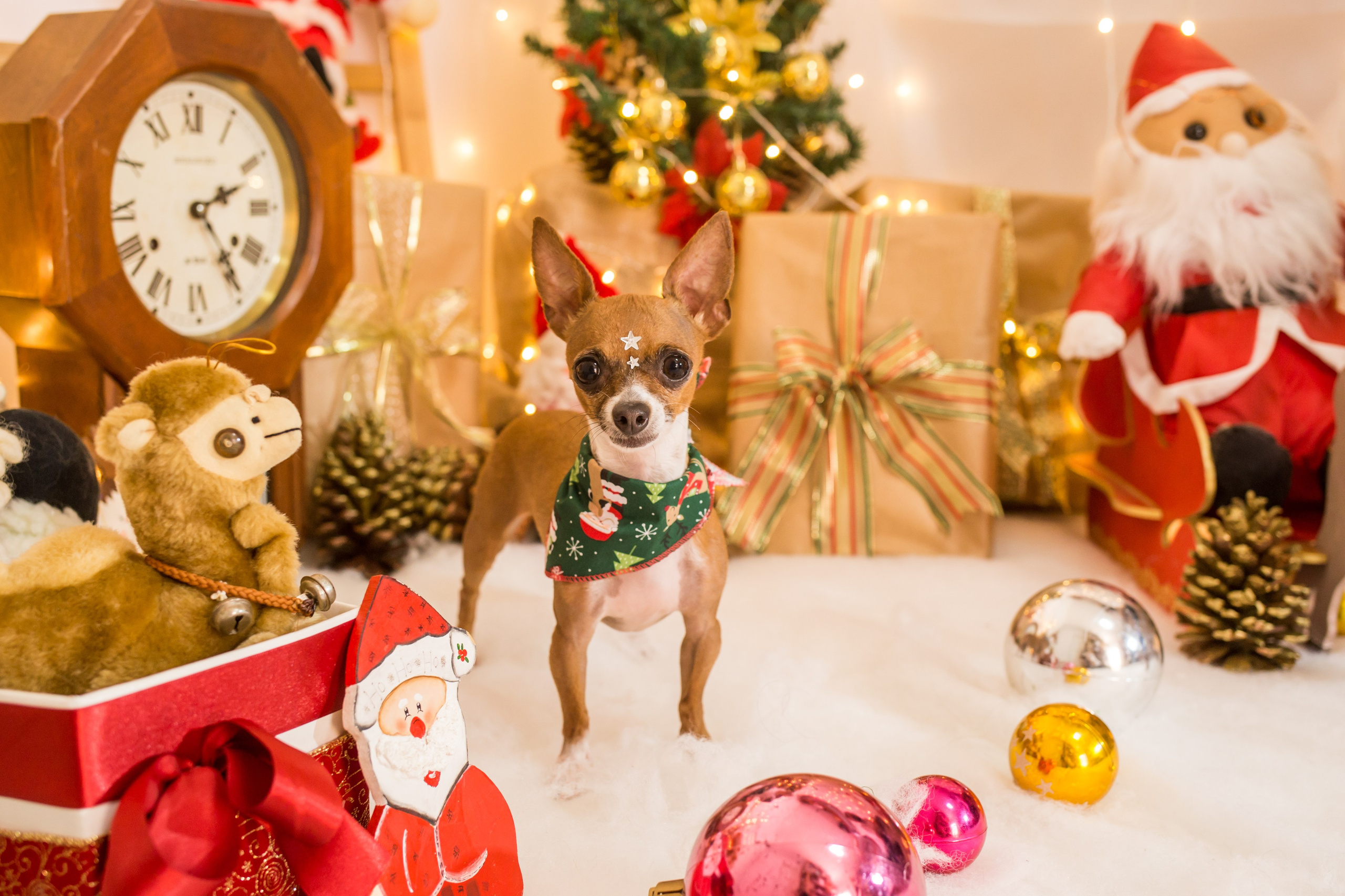 2021 — Natal encantado dos Pets. Fotografia Pet — estúdio, eventos, aniversários, ensaios temáticos