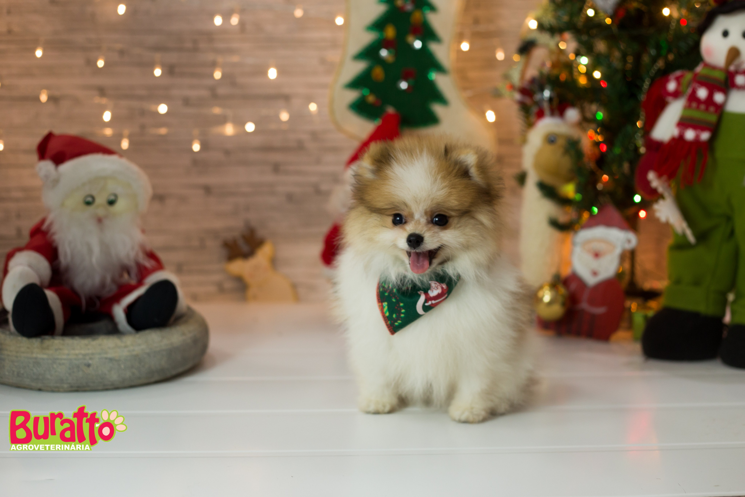 2018 — Natal encantado dos Pets. Fotografia Pet — estúdio, eventos, aniversários, ensaios temáticos