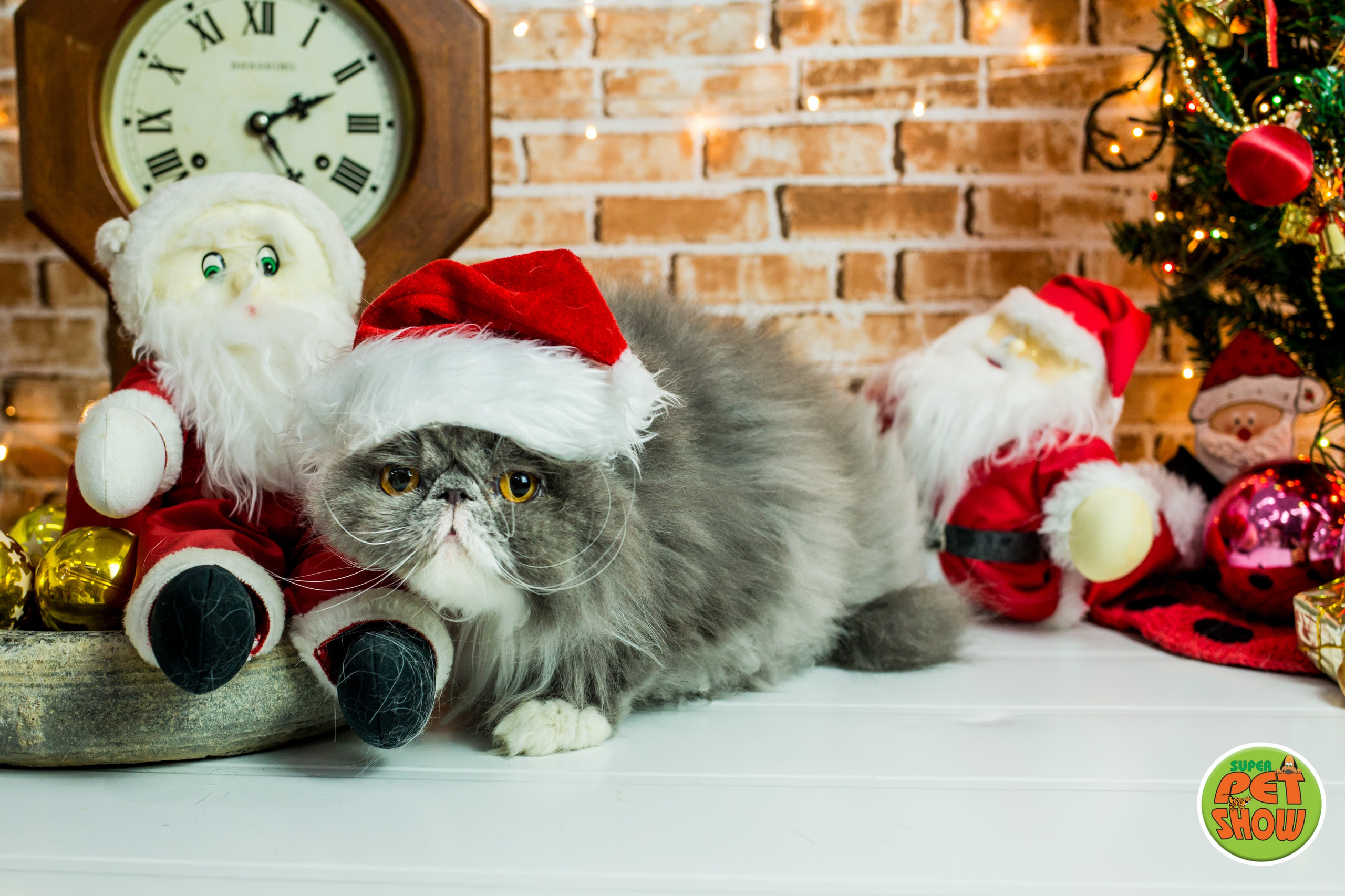 2019 — Natal encantado dos Pets. Fotografia Pet — estúdio, eventos, aniversários, ensaios temáticos