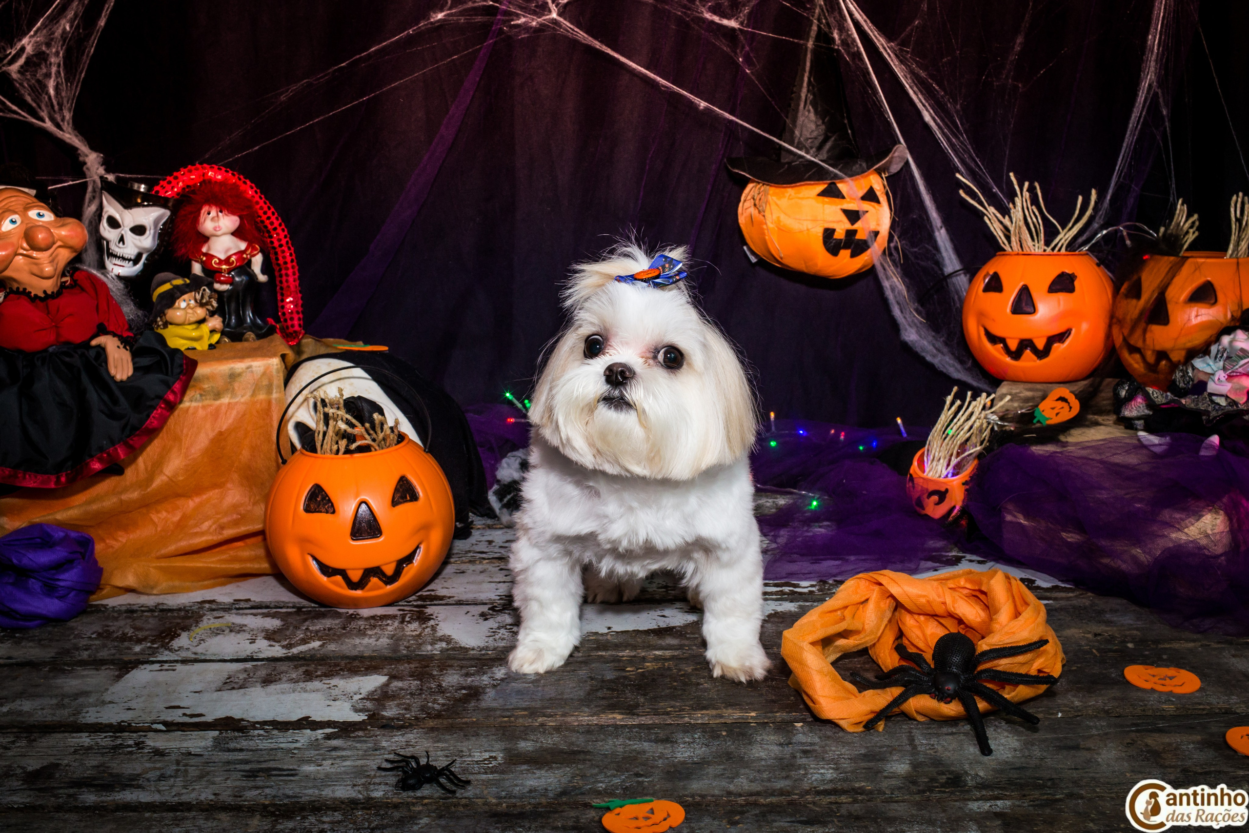 Hallowen — 2020 Doces ou travessuras. Fotografia Pet — estúdio, eventos, aniversários, ensaios temáticos