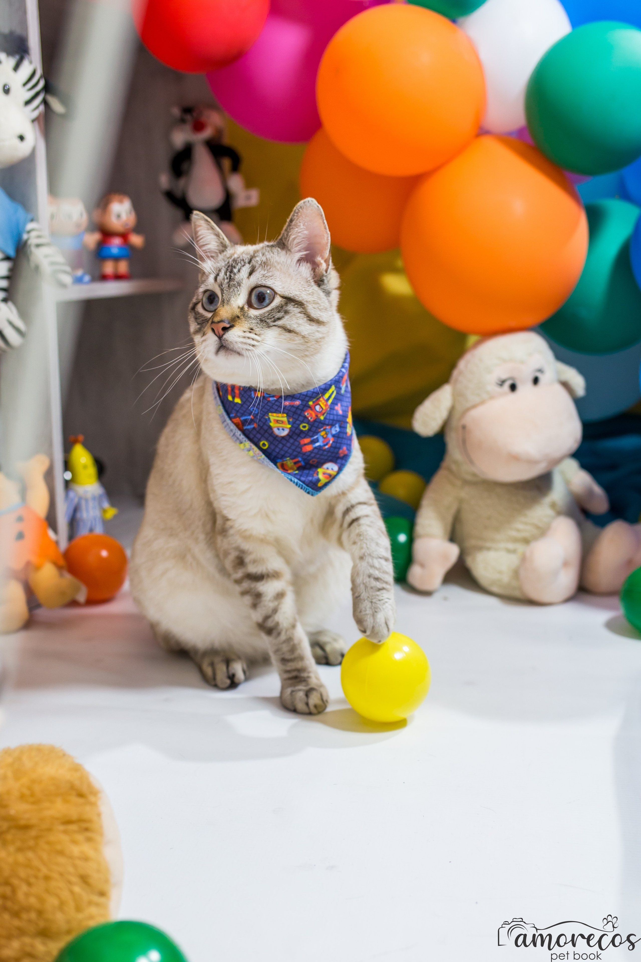Dia das crianças — 2021. Fotografia Pet — estúdio, eventos, aniversários, ensaios temáticos