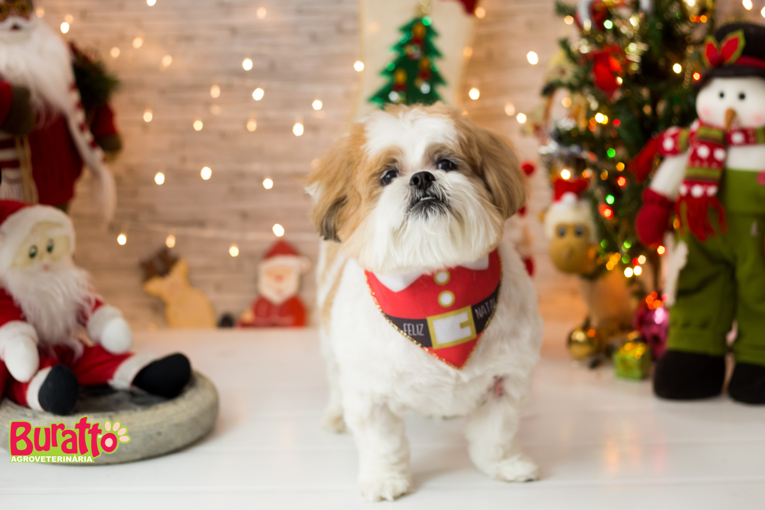 2018 — Natal encantado dos Pets. Fotografia Pet — estúdio, eventos, aniversários, ensaios temáticos