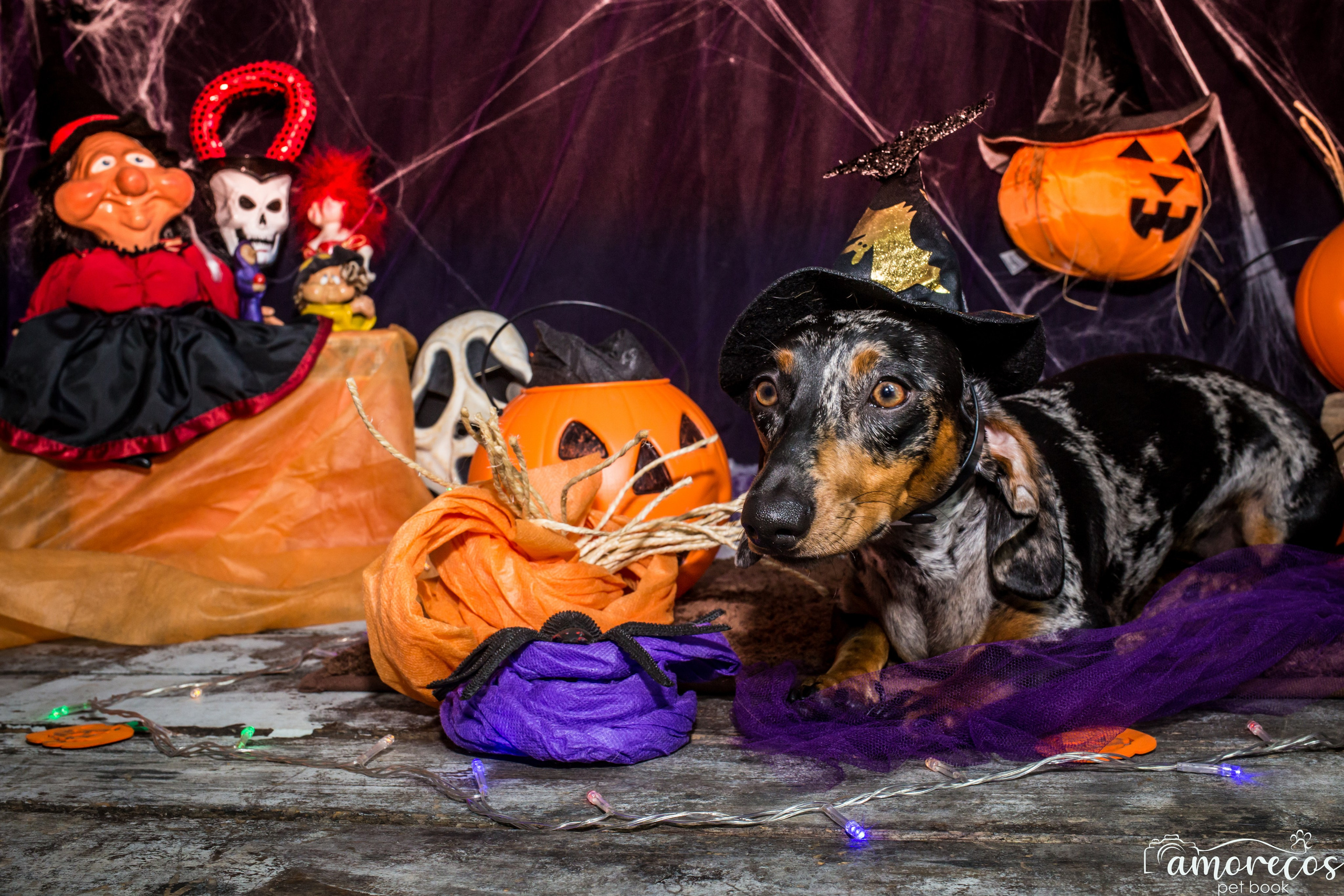 Hallowen — 2020 Doces ou travessuras. Fotografia Pet — estúdio, eventos, aniversários, ensaios temáticos