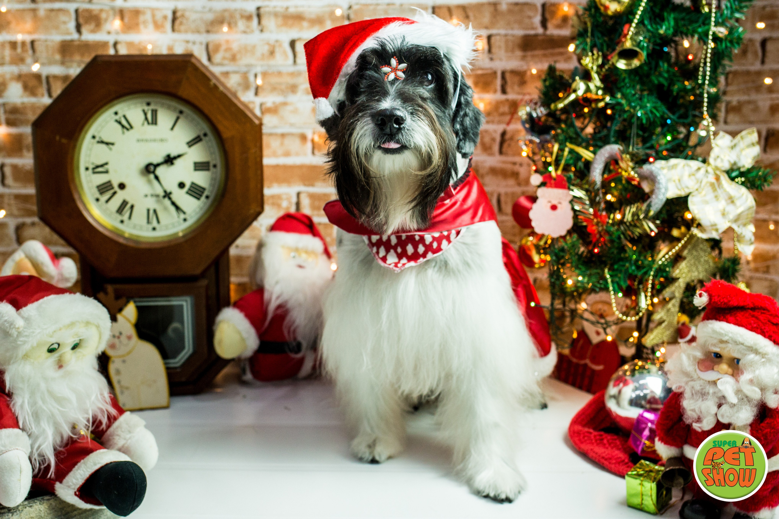 2019 — Natal encantado dos Pets. Fotografia Pet — estúdio, eventos, aniversários, ensaios temáticos