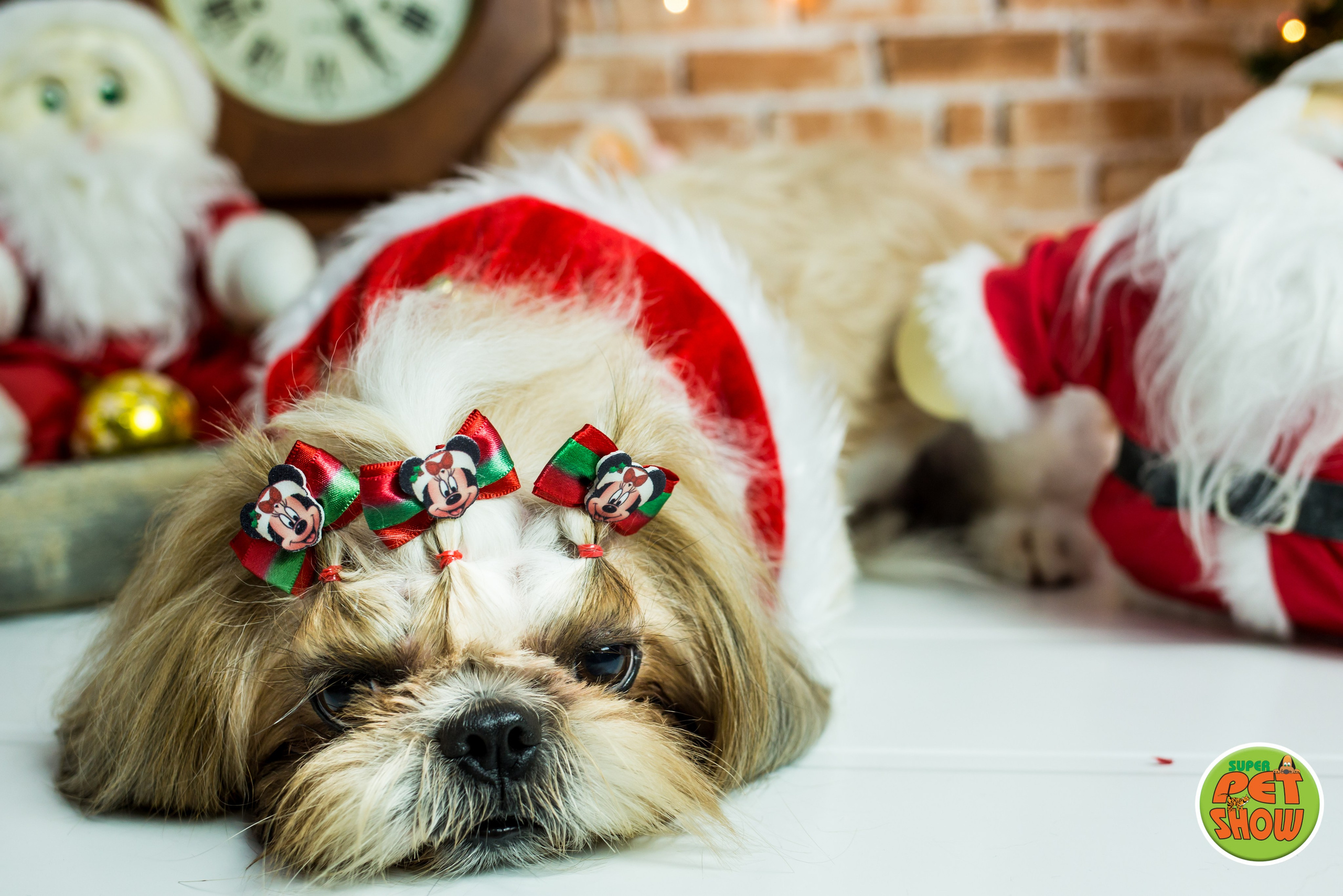 2019 — Natal encantado dos Pets. Fotografia Pet — estúdio, eventos, aniversários, ensaios temáticos