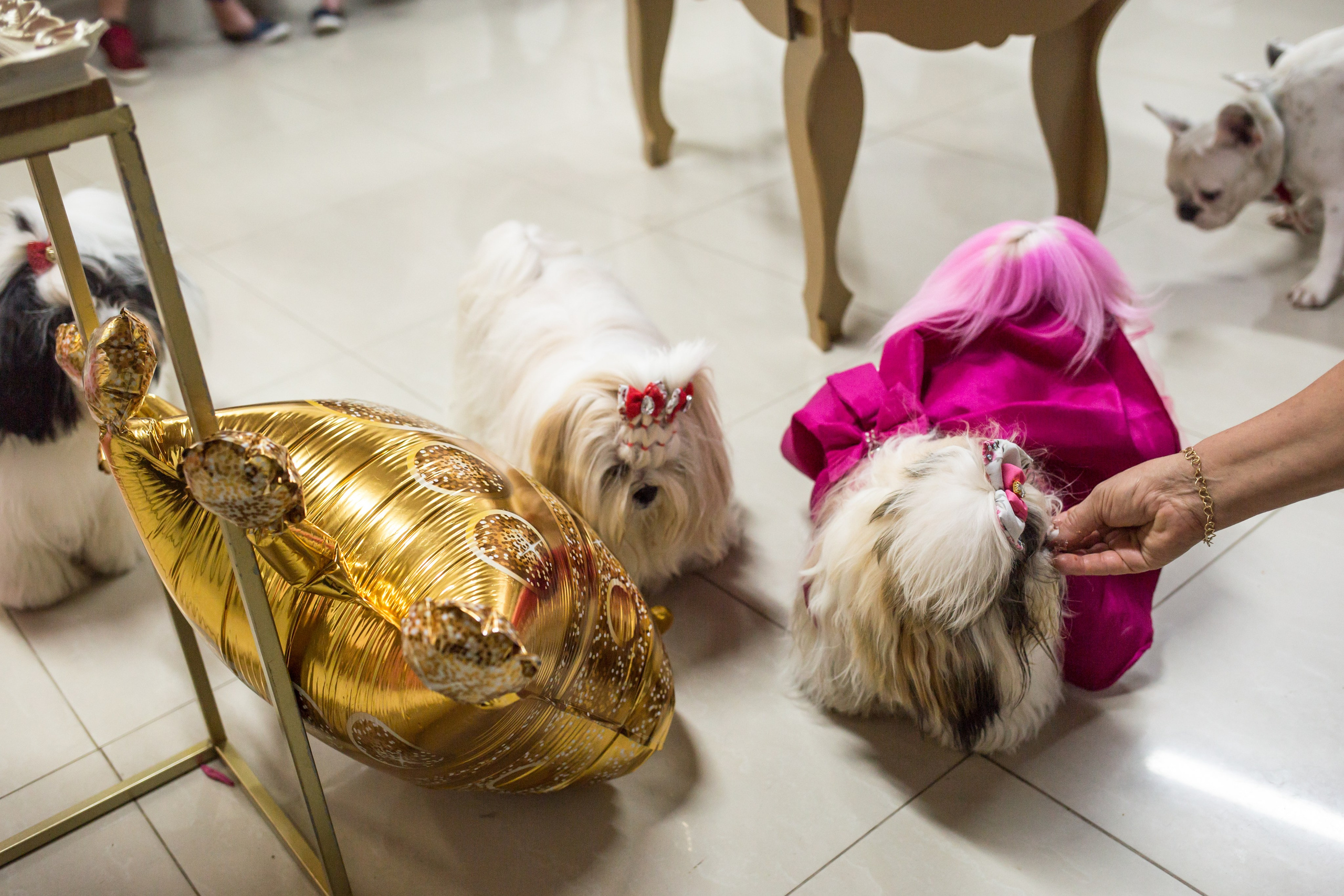 Kiara — 1 aninho. Fotografia Pet — estúdio, eventos, aniversários, ensaios temáticos