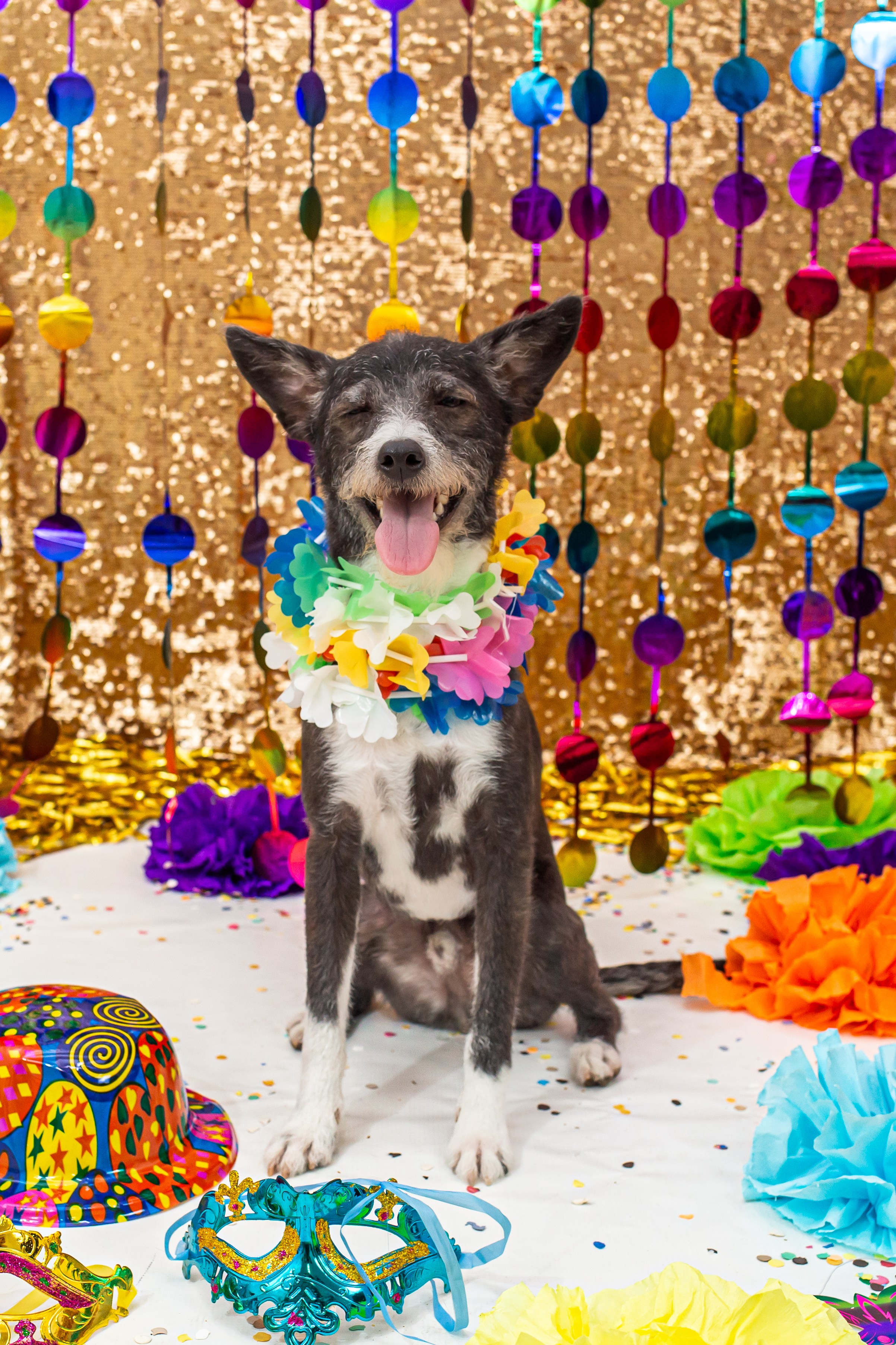 Fotografia Pet — estúdio, eventos, aniversários, ensaios temáticos