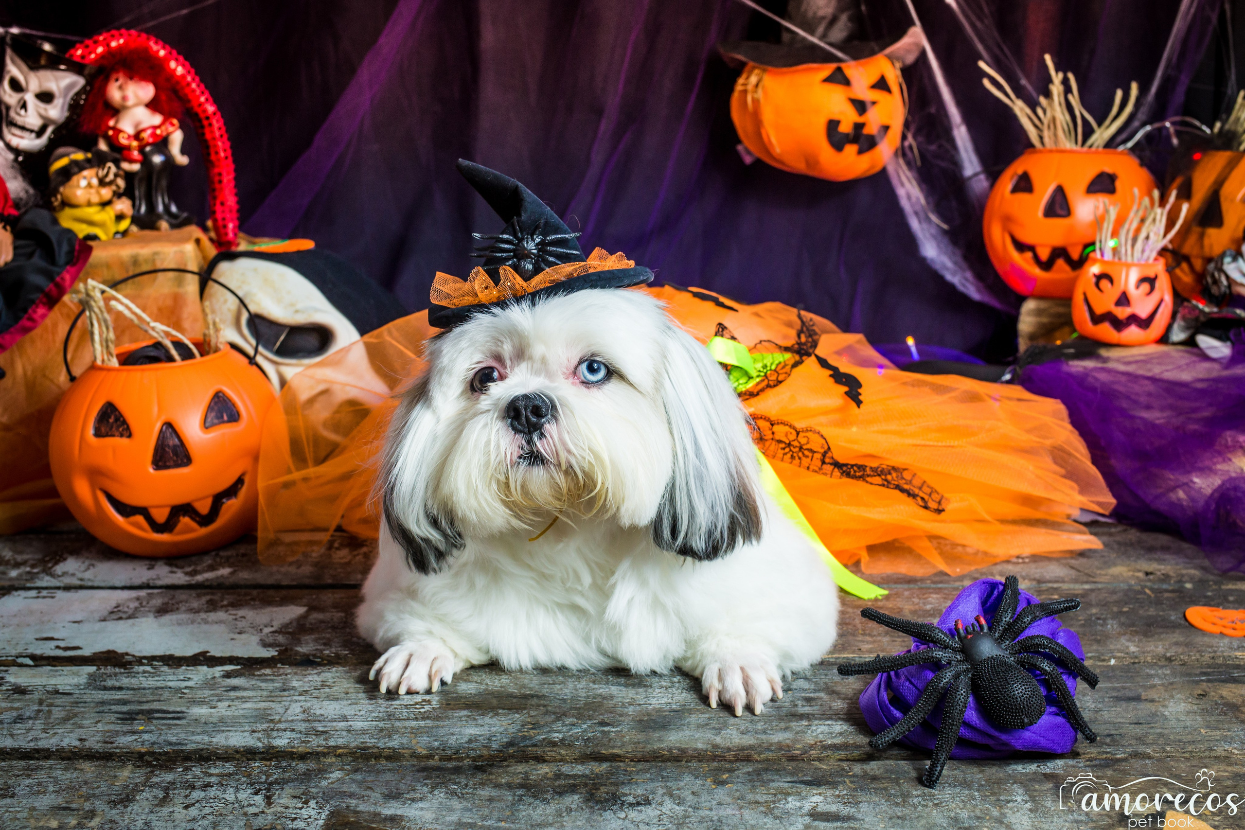 Hallowen — 2020 Doces ou travessuras. Fotografia Pet — estúdio, eventos, aniversários, ensaios temáticos