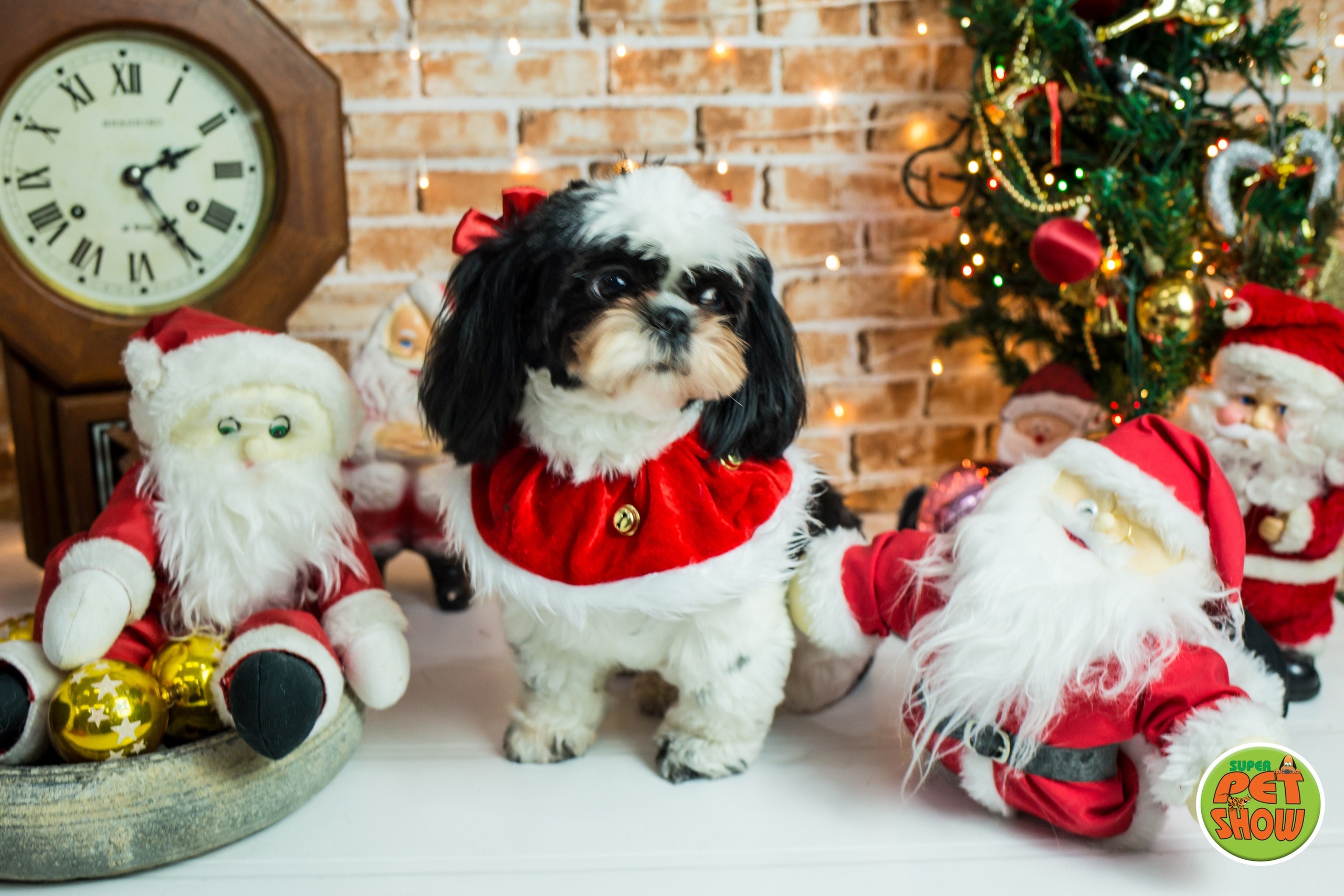2019 — Natal encantado dos Pets. Fotografia Pet — estúdio, eventos, aniversários, ensaios temáticos