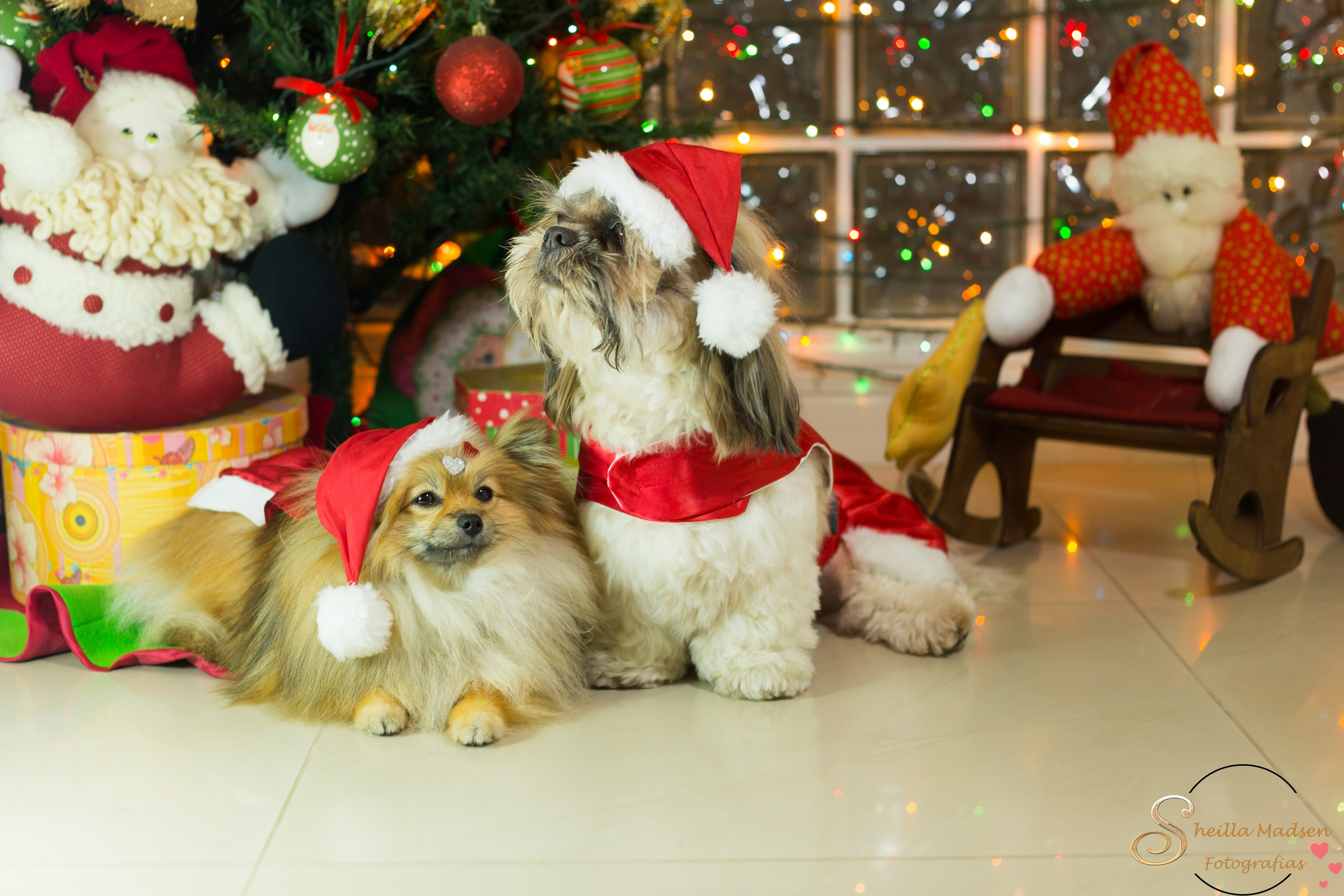🐾 Um Natal cheio de amor, no cantinho deles. Fotografia Pet — estúdio, eventos, aniversários, ensaios temáticos