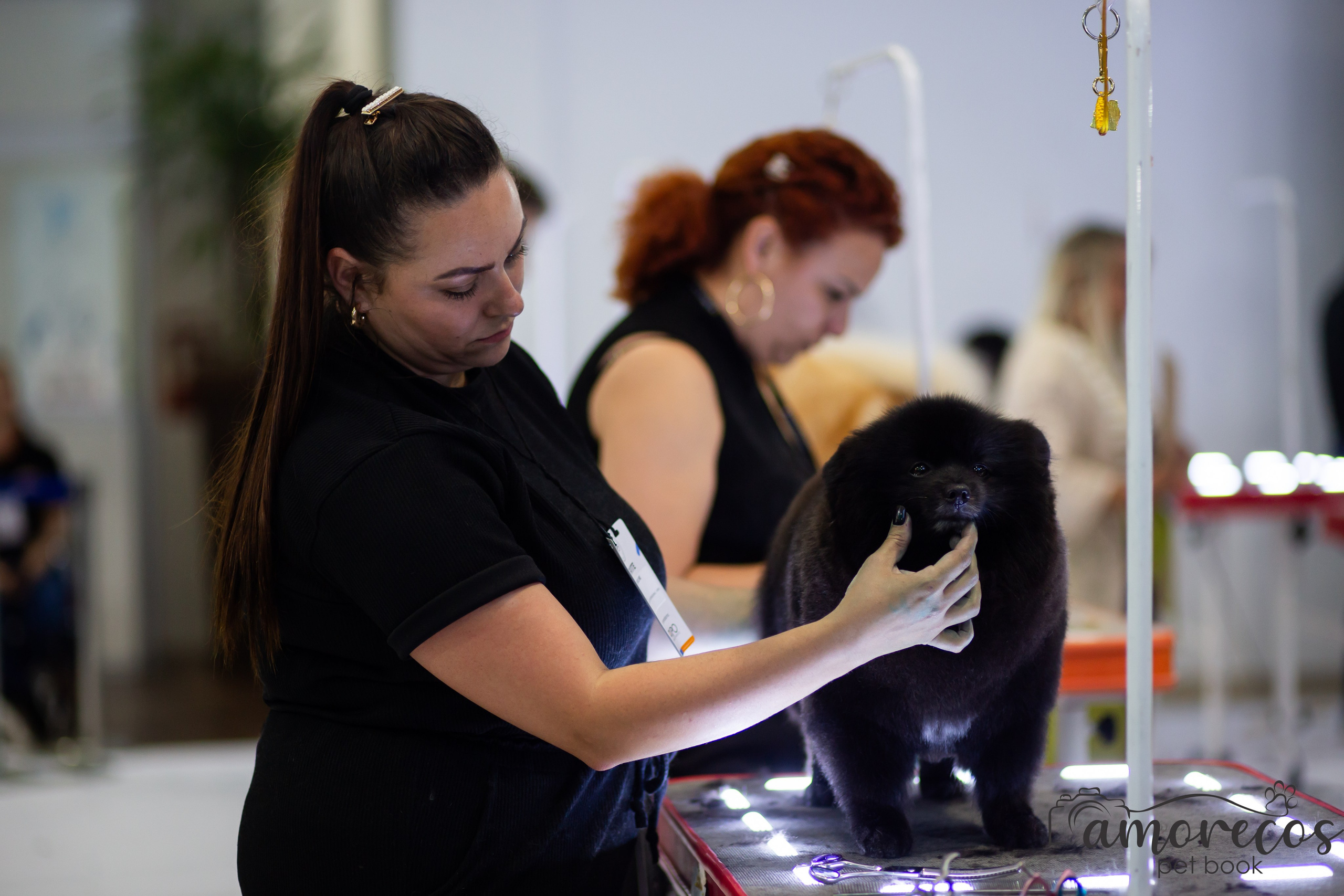 Feira Pet Sul 2025 — São José/SC. Fotografia Pet — estúdio, eventos, aniversários, ensaios temáticos
