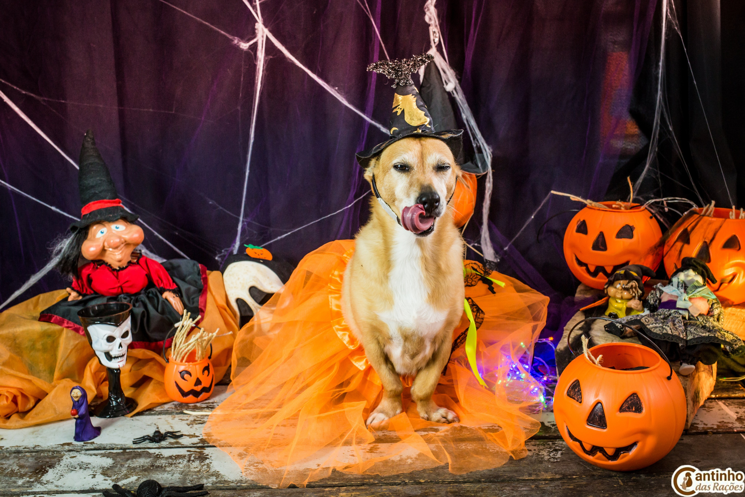 Hallowen — 2020 Doces ou travessuras. Fotografia Pet — estúdio, eventos, aniversários, ensaios temáticos